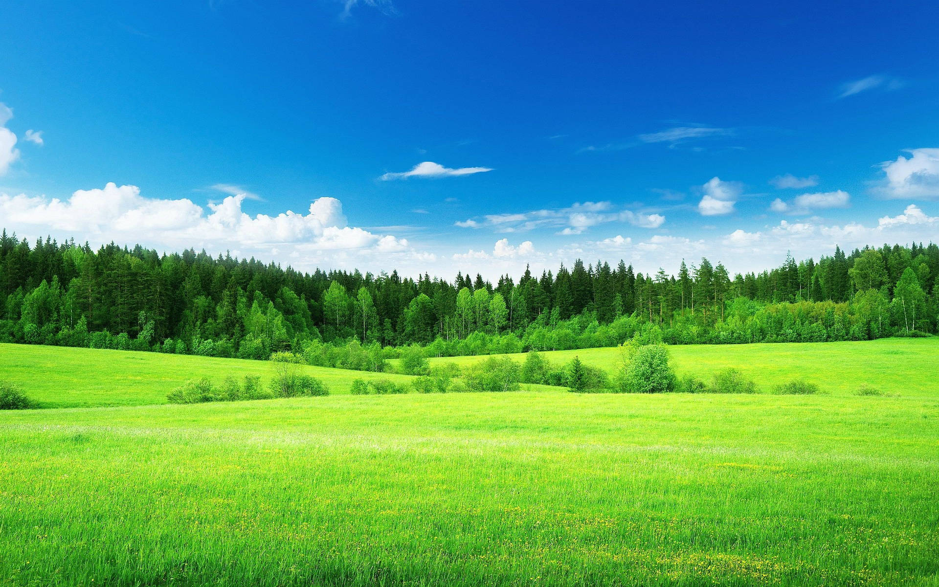 Download Lush Green Landscape Wallpaper