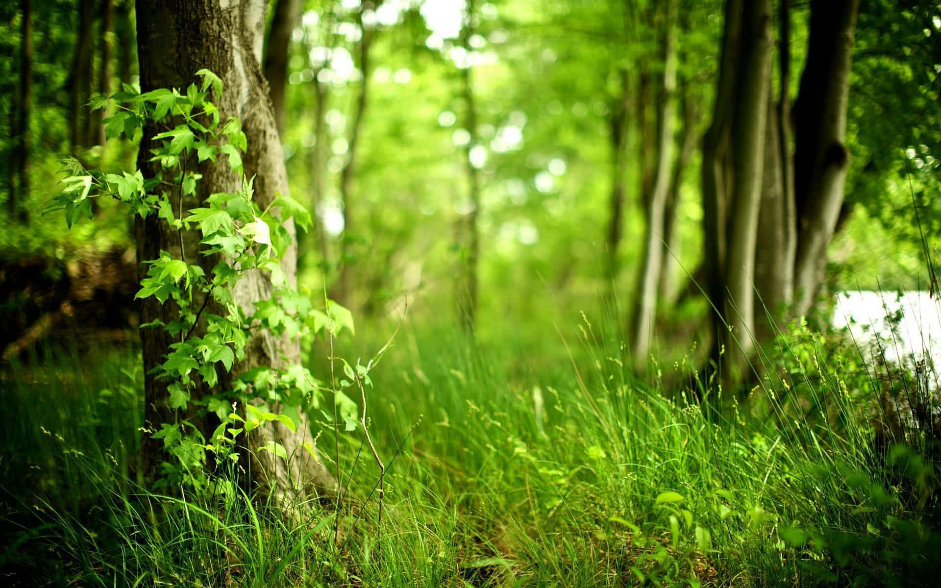 Download free A Lush Forest Of Green