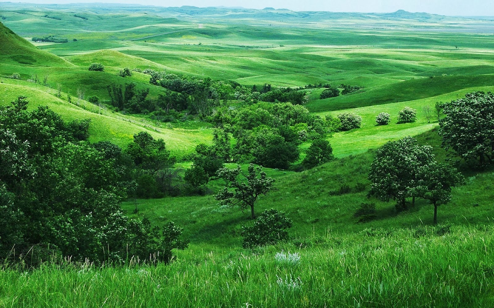 Lush Green Nature HD Desktop