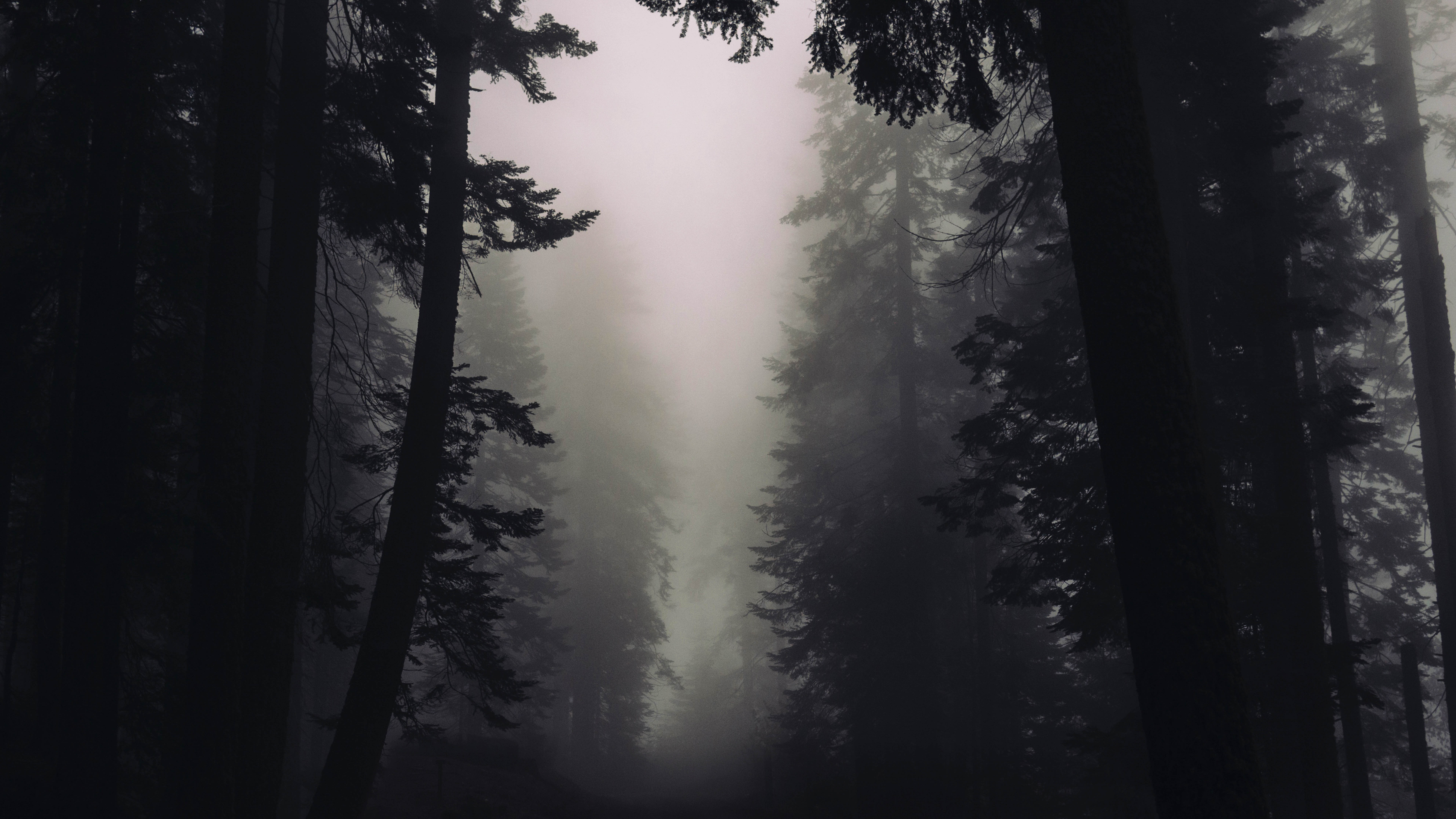 Gothic Forest Wallpaper