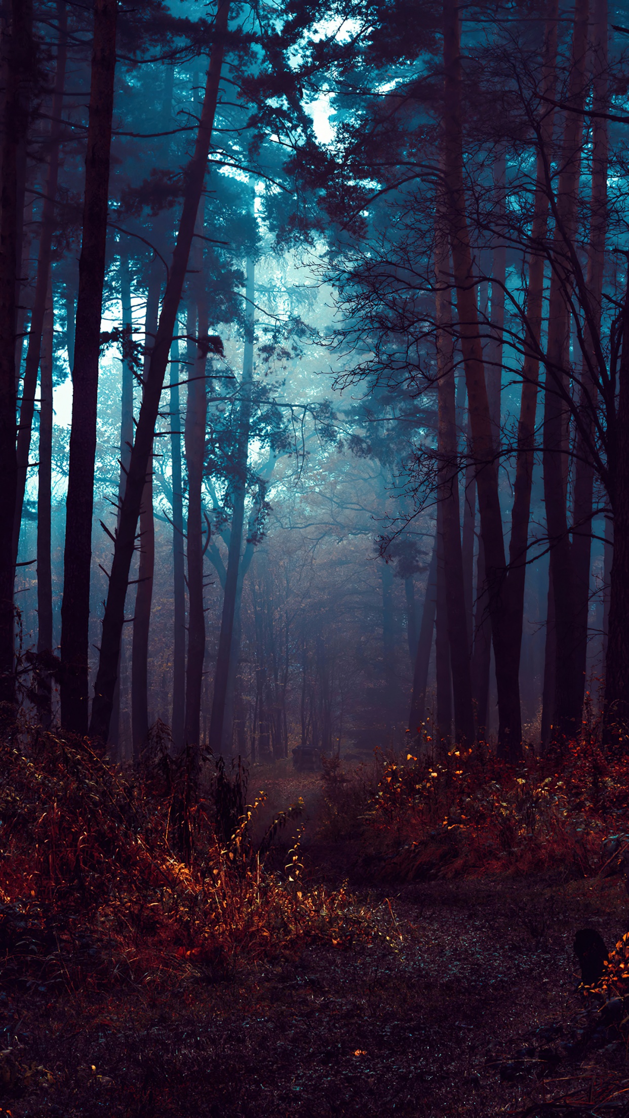 Forest Wallpaper 4K, Fog, Morning, Dark