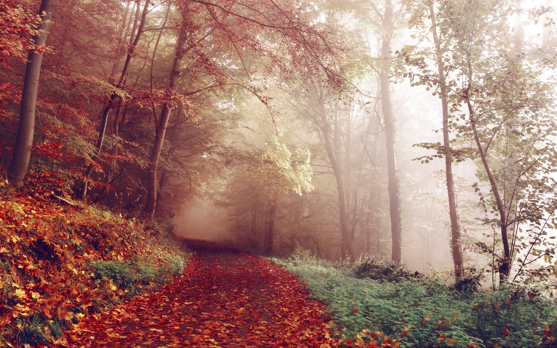Fog and Mist on the Autumn Path image