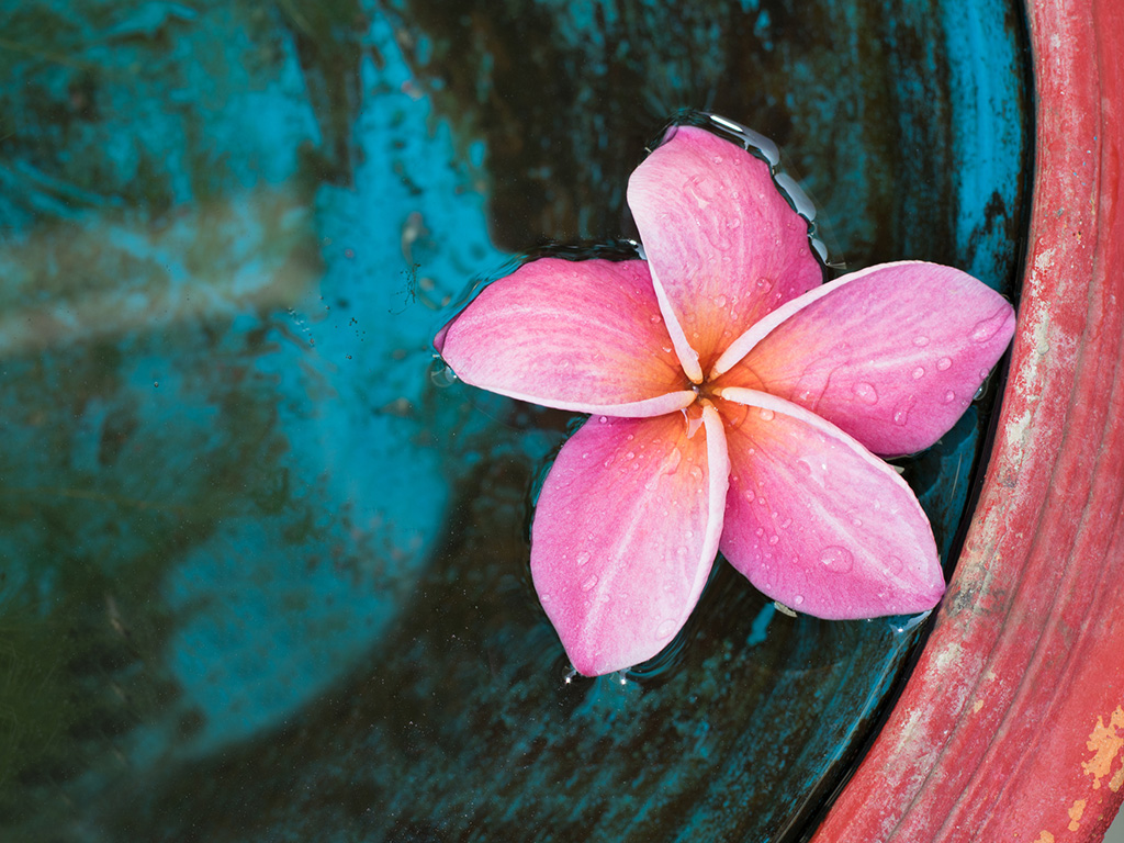 Hawaii Flowers for Summer Vibes