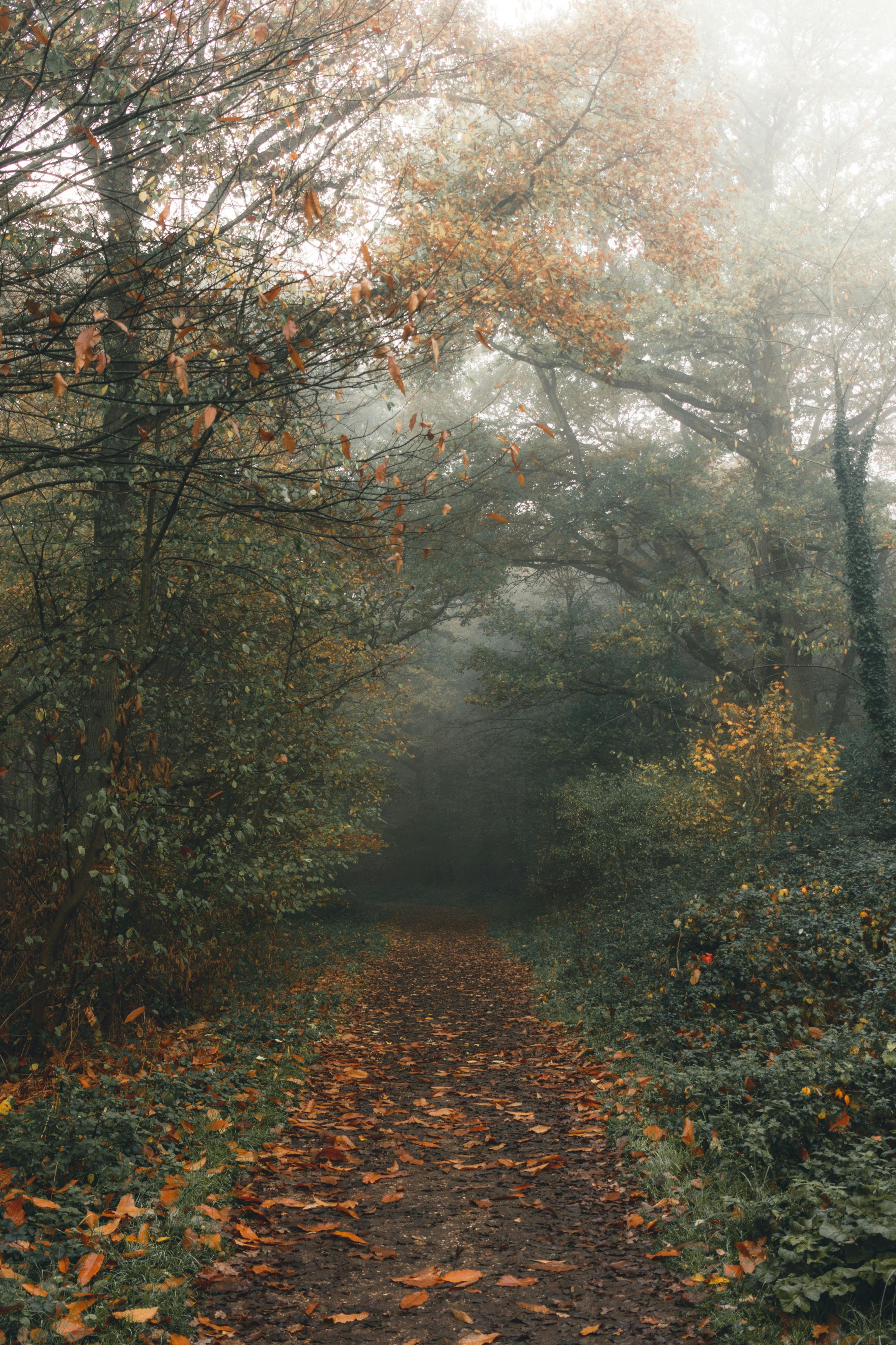Bright autumn trees in woods under