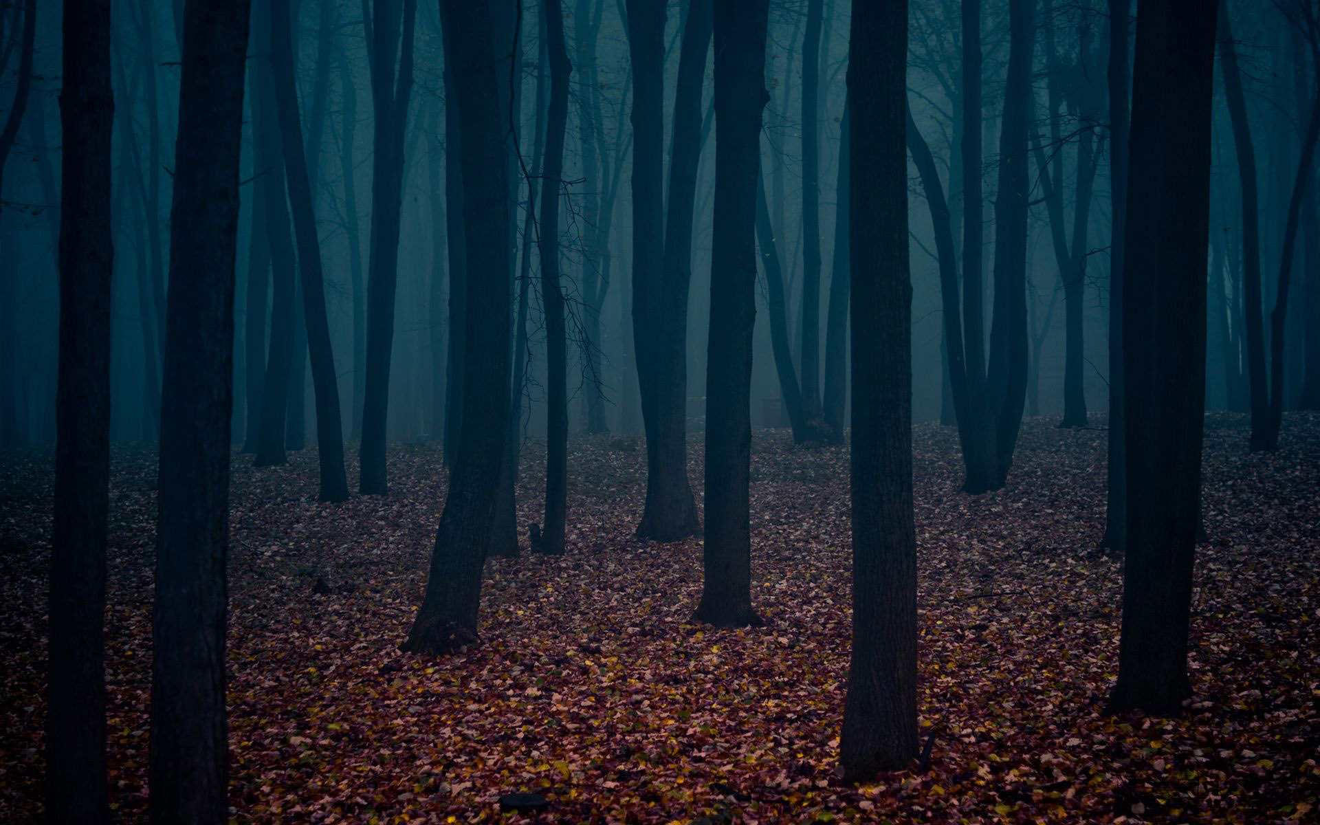 Dark Autumn Forest Nature Hd Wallpaper