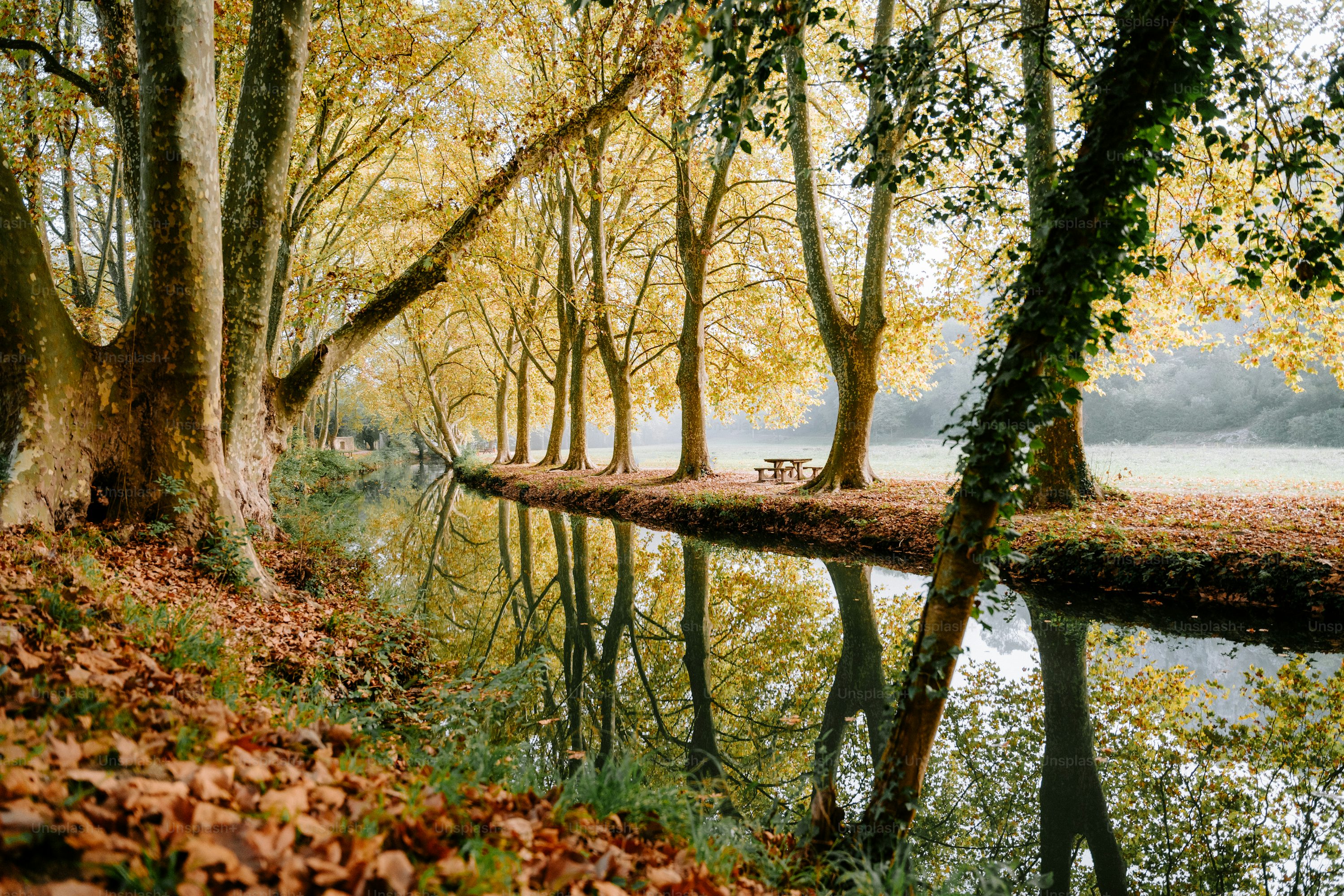 Autumn Forest Picture. Download