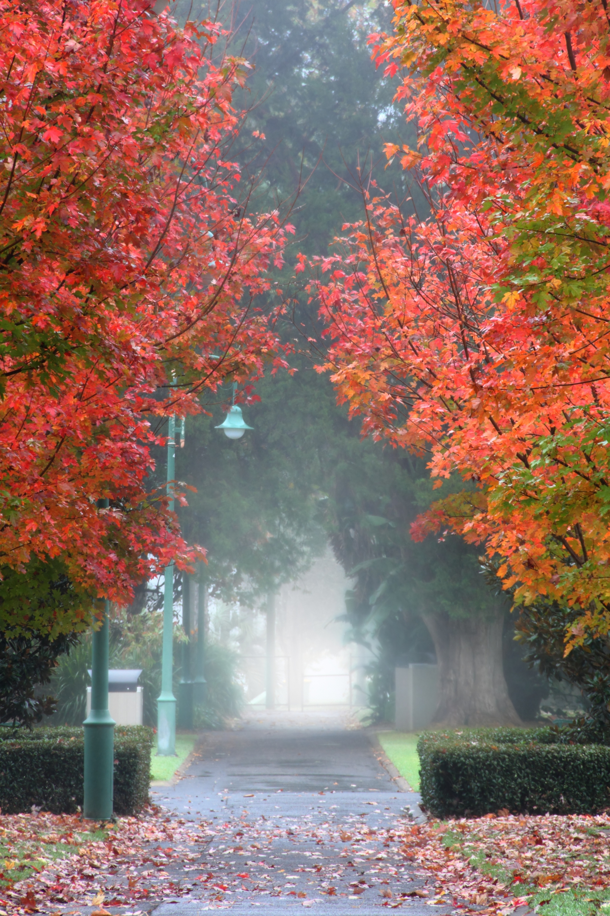 Misty Garden Path Wall Mural