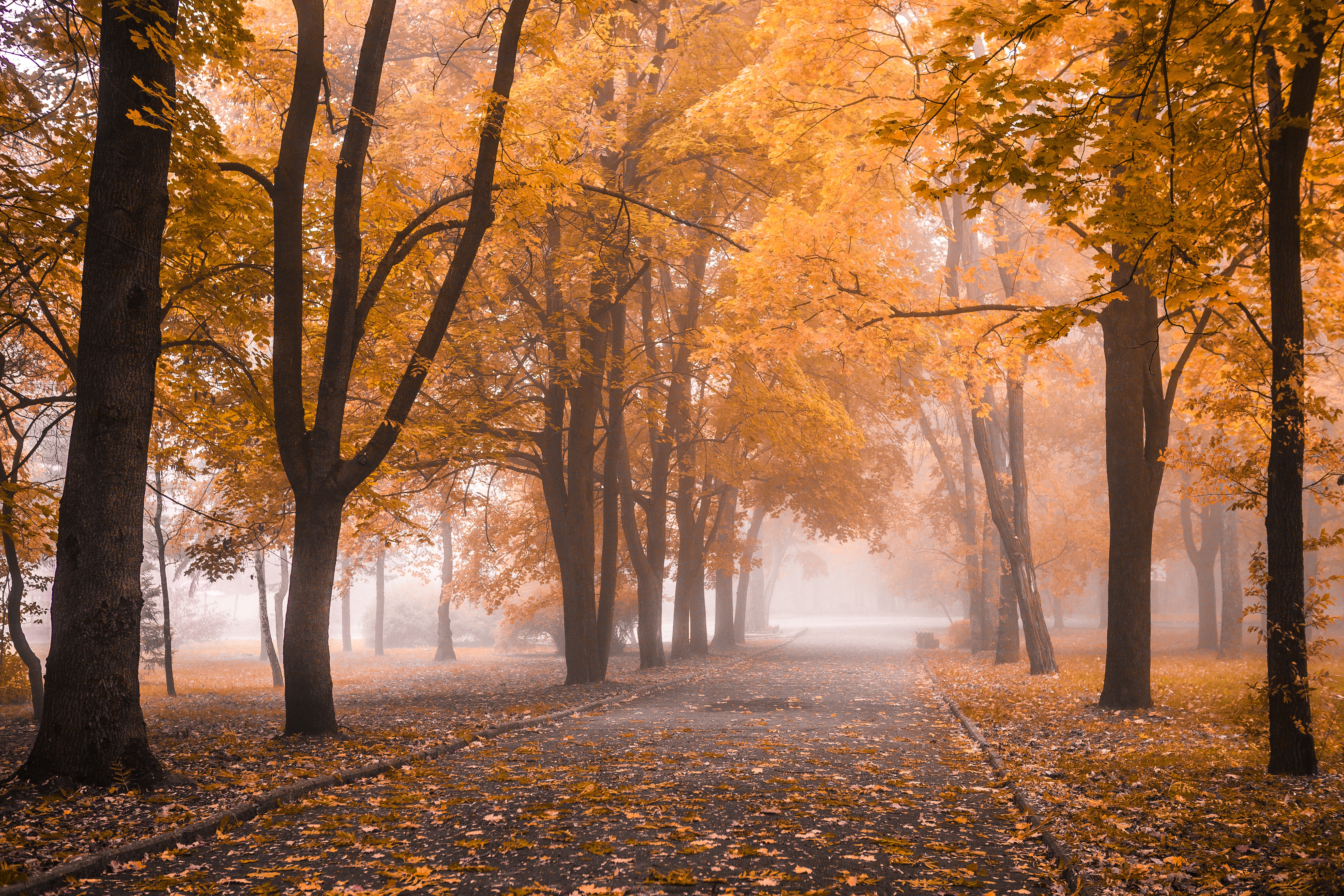 Misty Autumn Trail