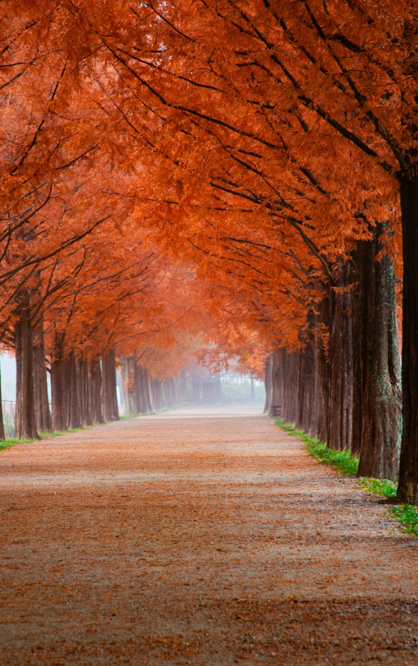 wallpaper 840x1336 autumn, trees