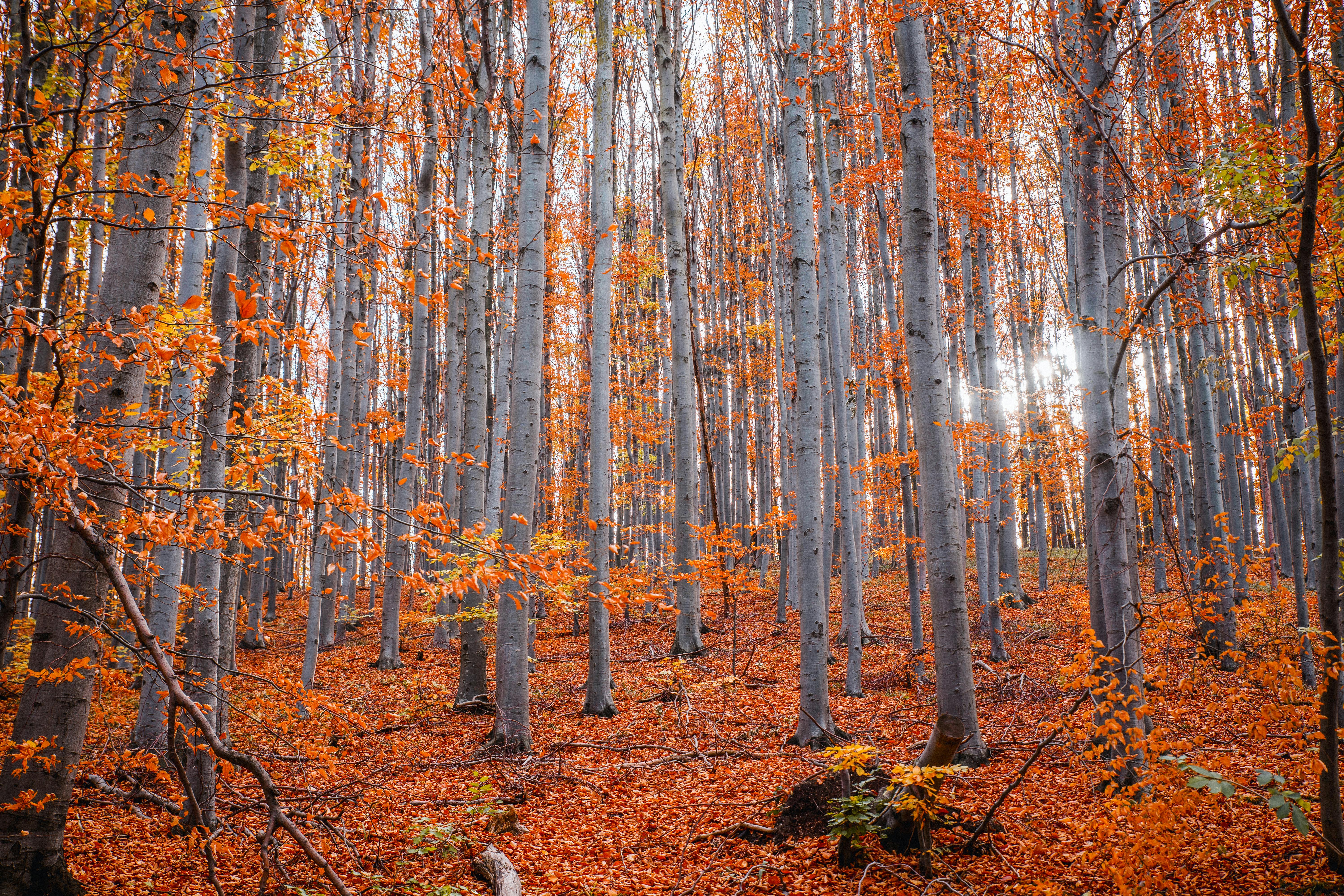 Autumn Forest Photo, Download The BEST