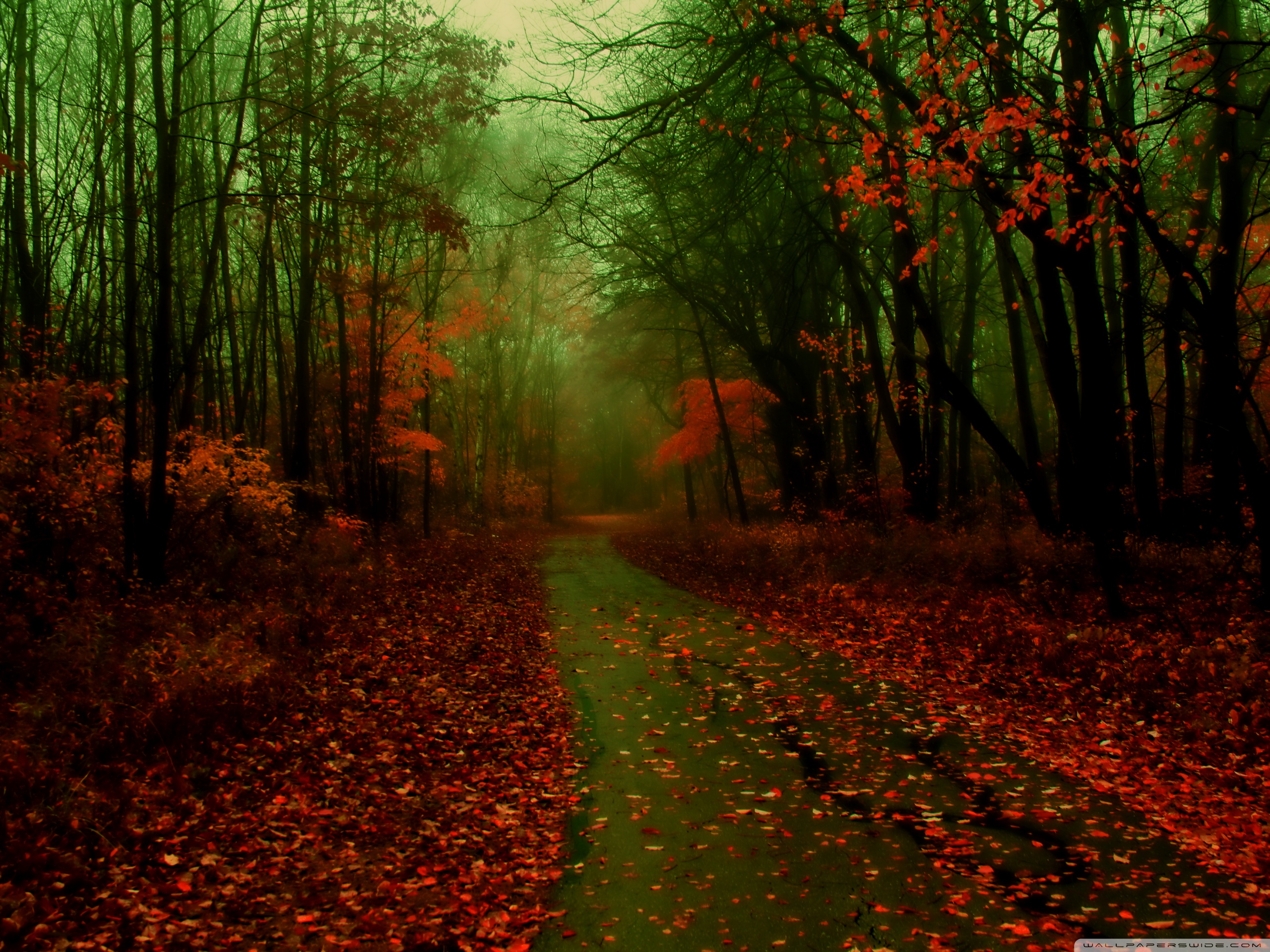 Misty Autumn Ultra HD Desktop