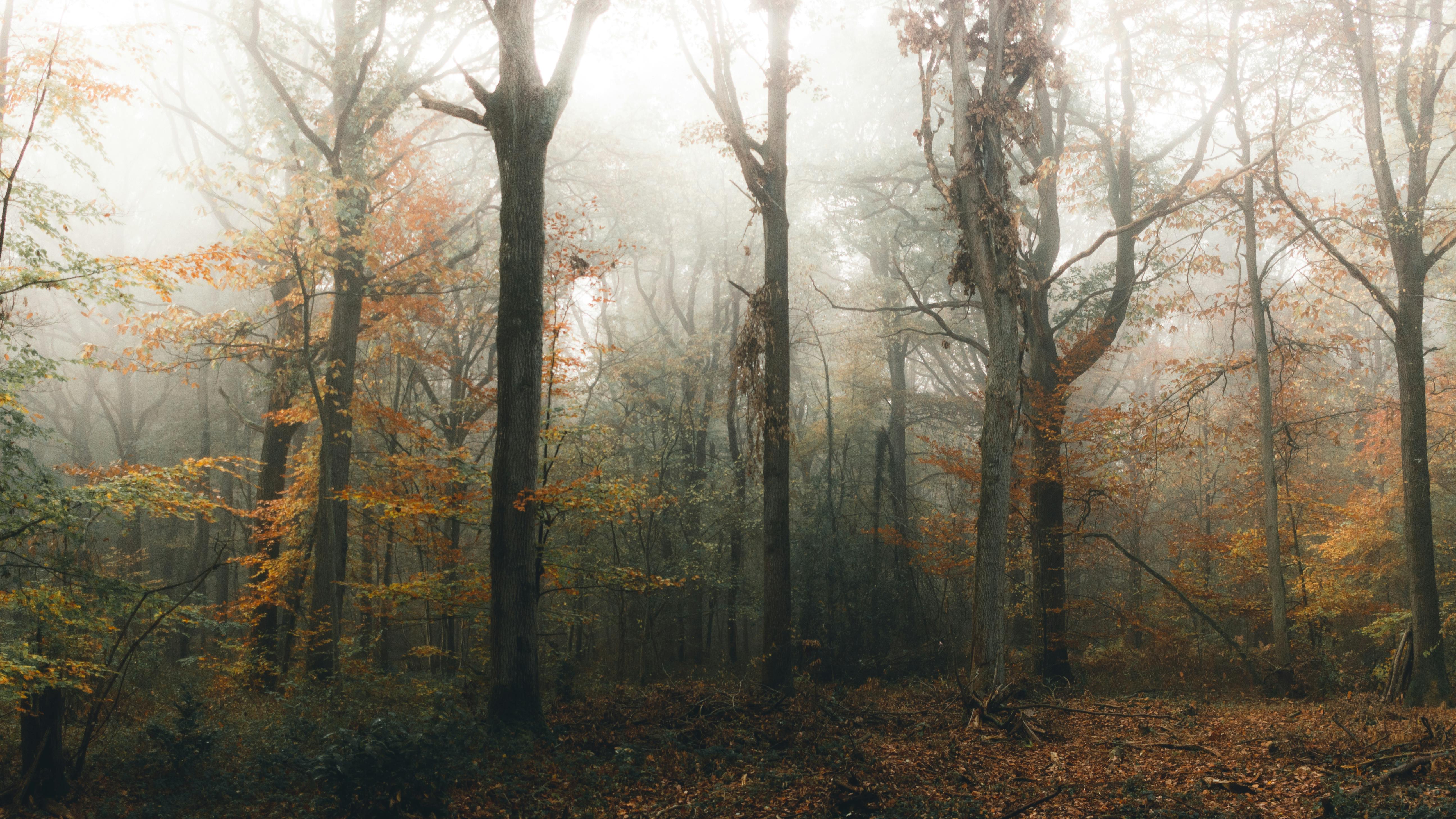 Bright autumn trees in woods under