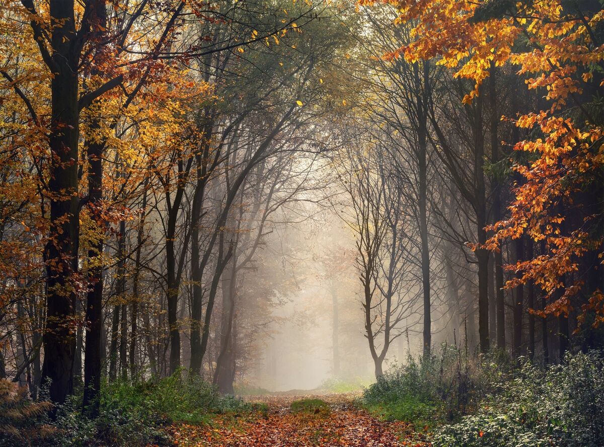 Misty Forest Photo Wallpaper Wall Mural