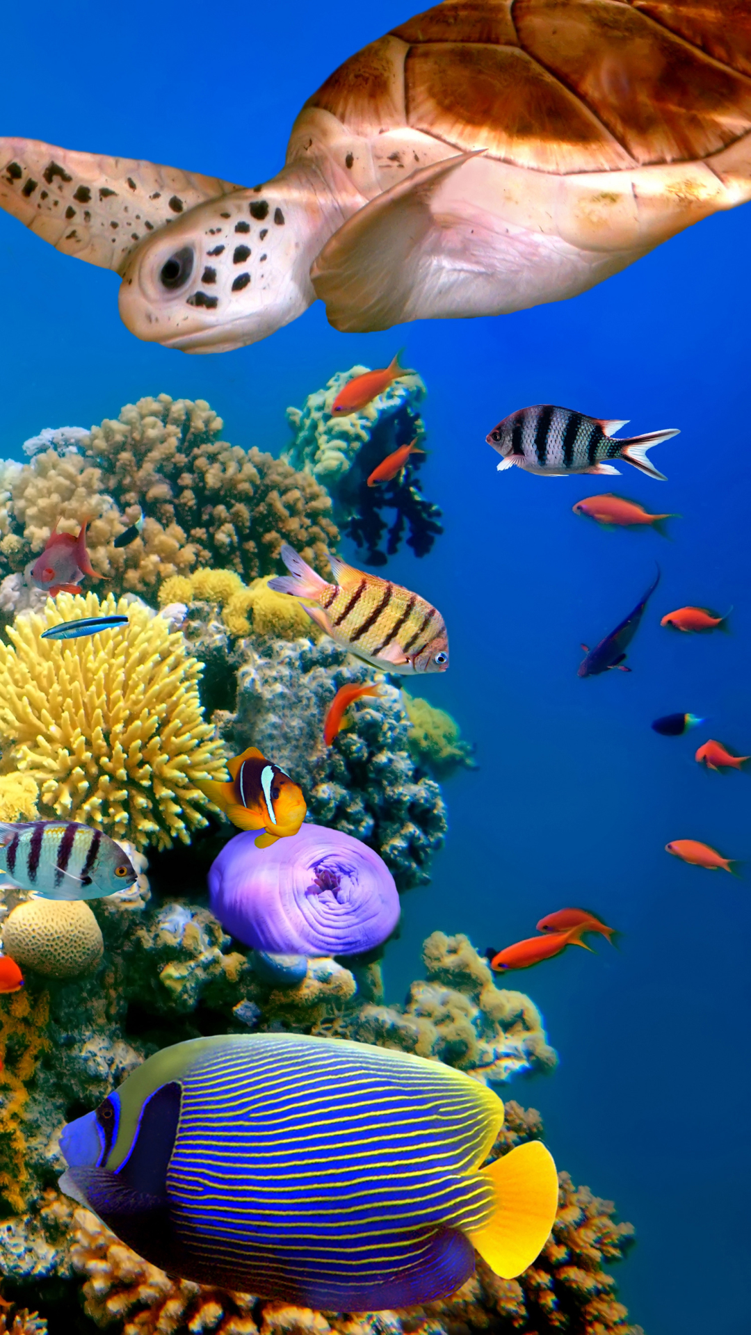 Download Coral Reef wallpaper