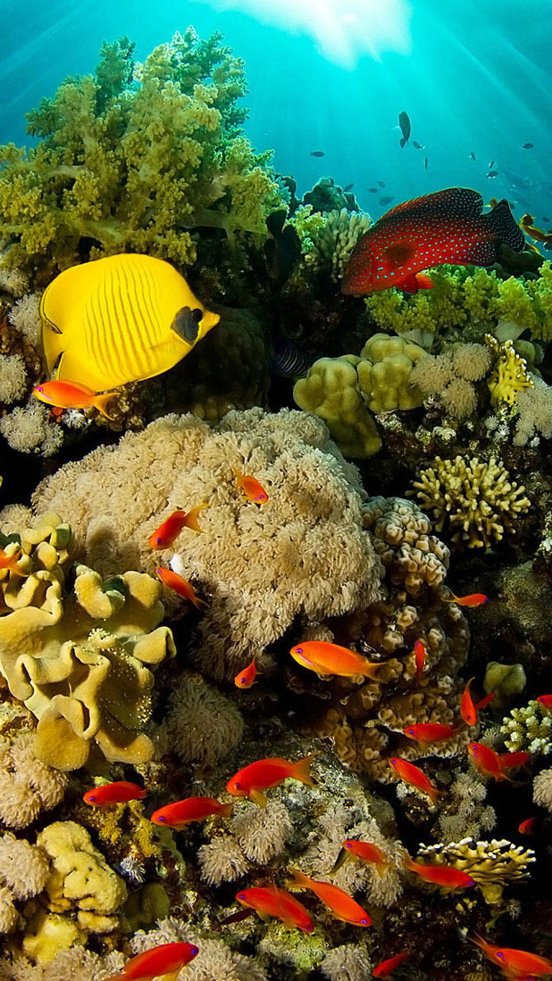 Coral Live Wallpaper APK for Android