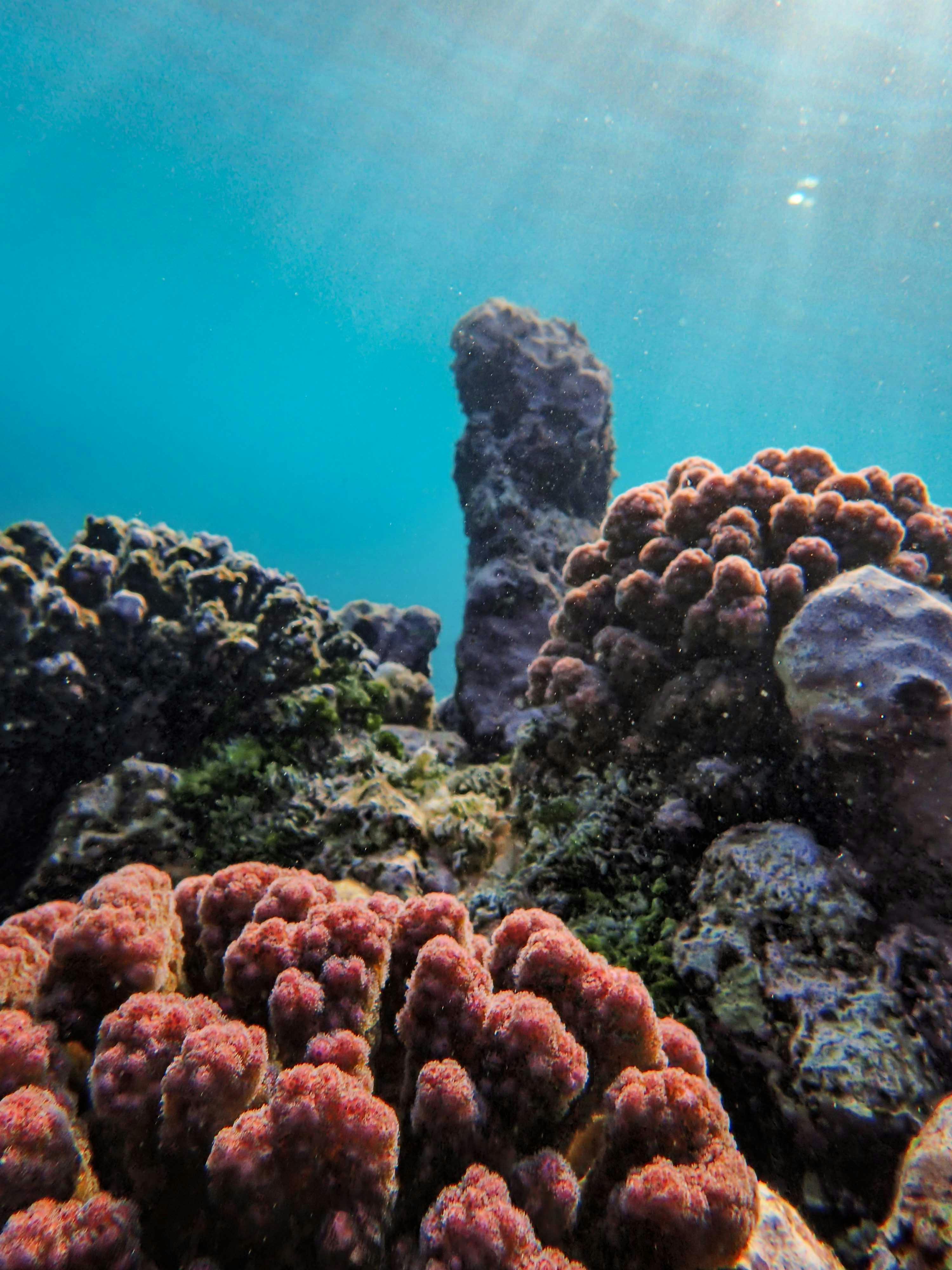 A Coral Reef · Free