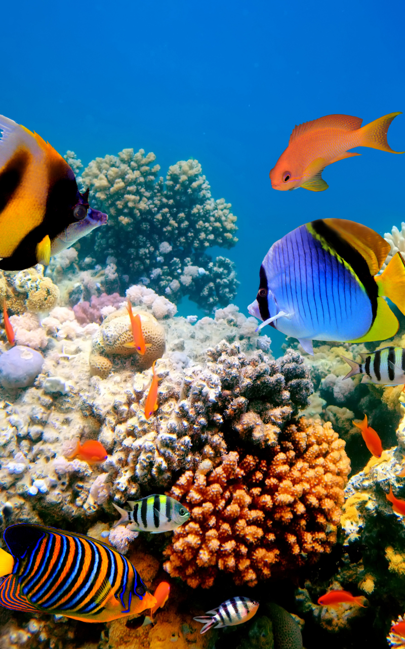 Download Coral Reef wallpaper