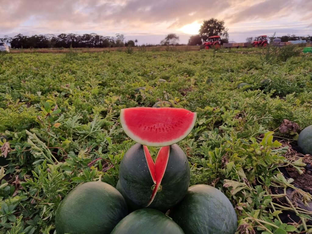 Seedless Watermelons