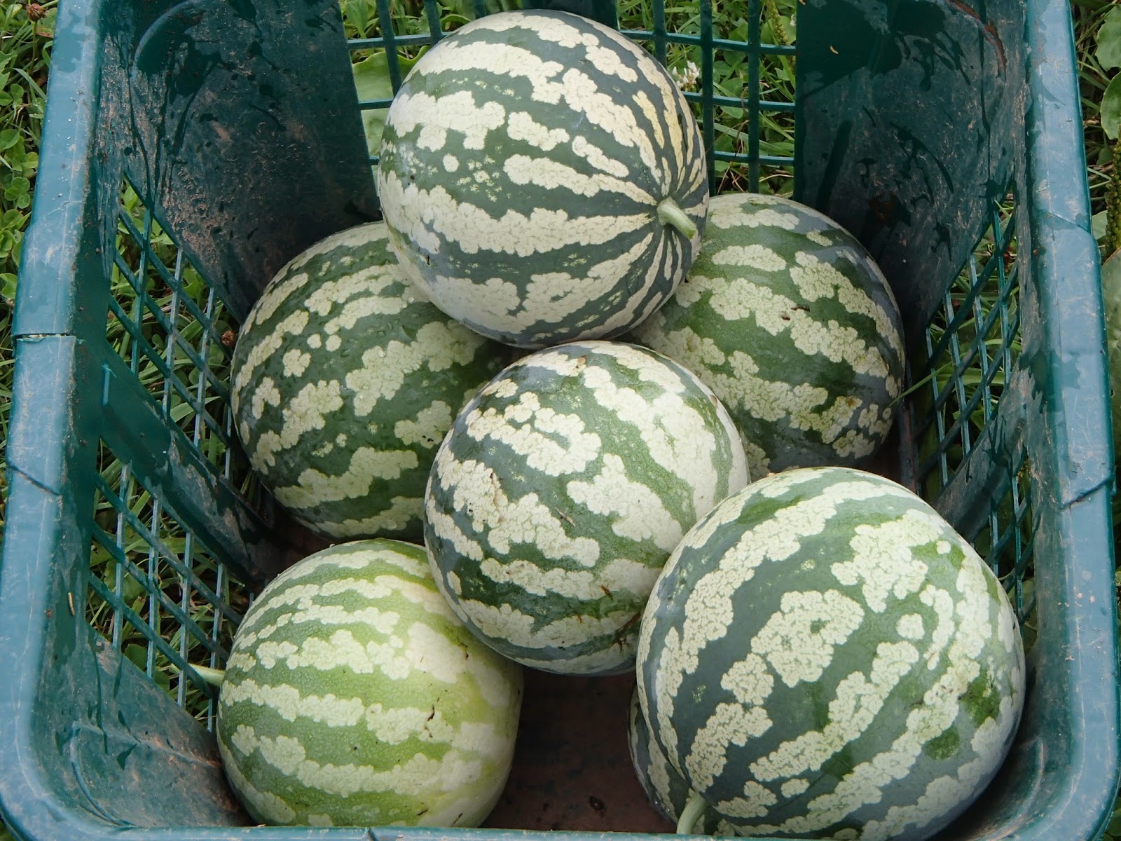 Ridge Berry Farm: The Citron Watermelon