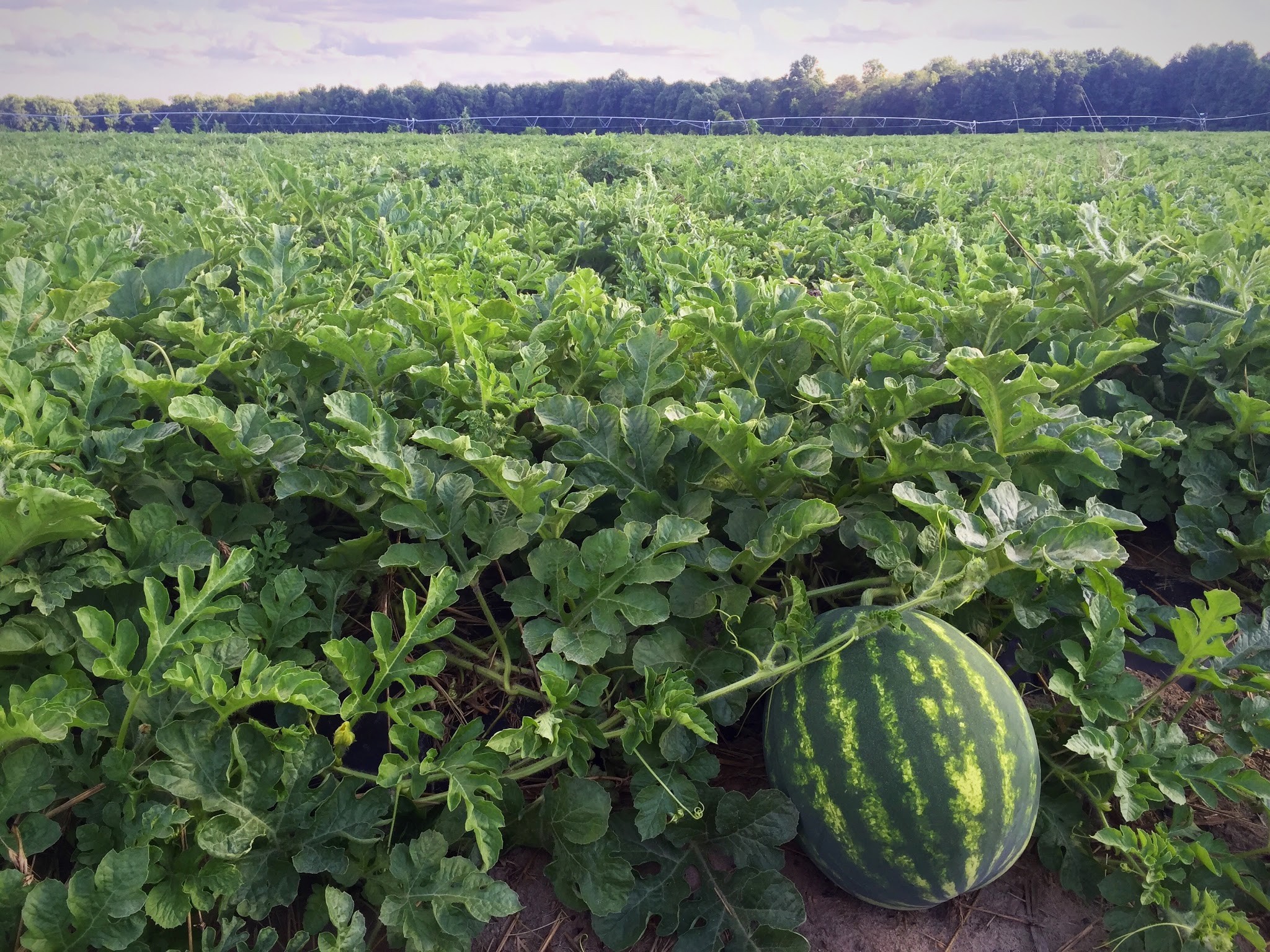 National Watermelon Association