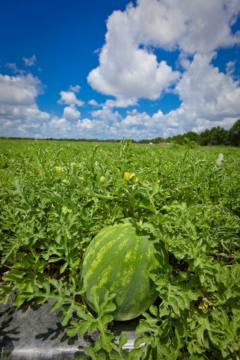 Lipman appoints head of watermelon