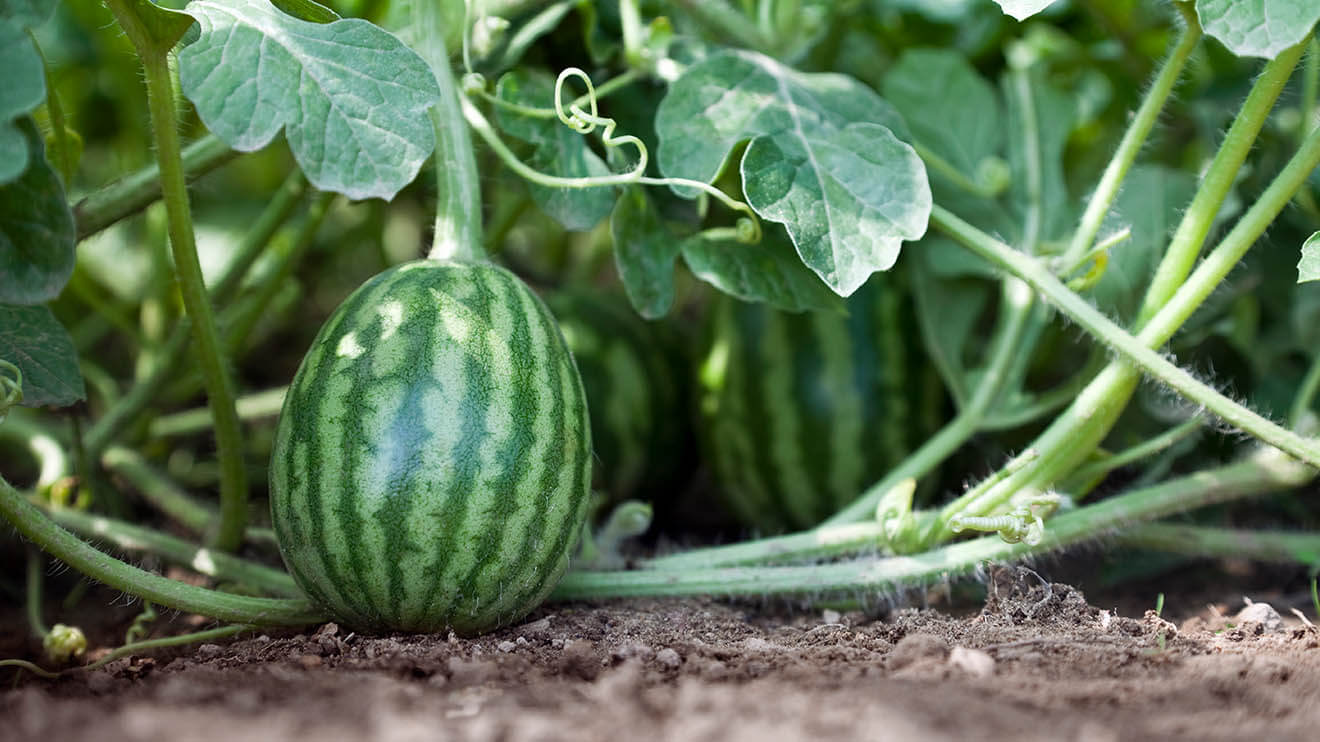 Watermelon farms in Georgia