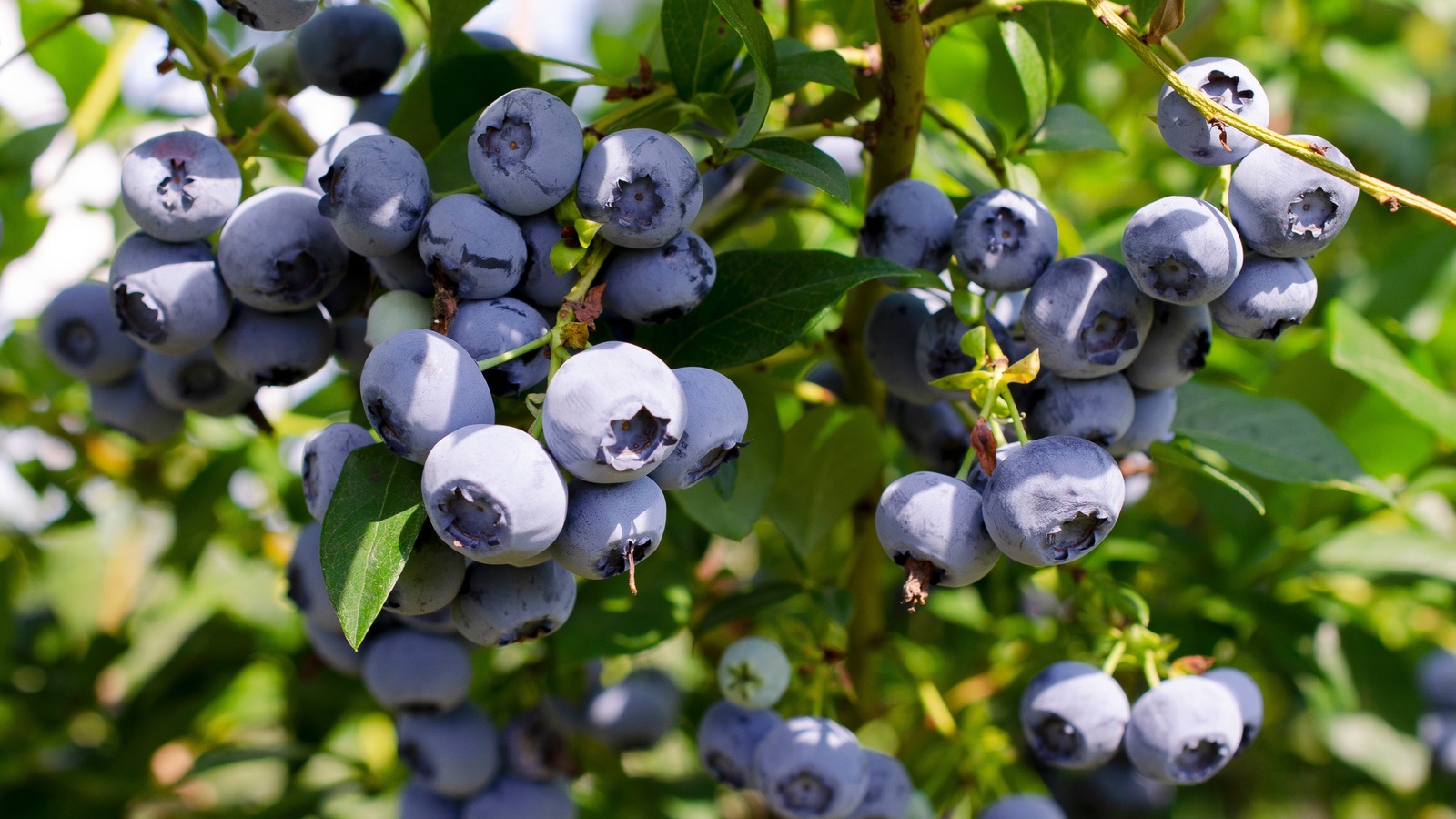 Where To Plant Blueberry Bushes For