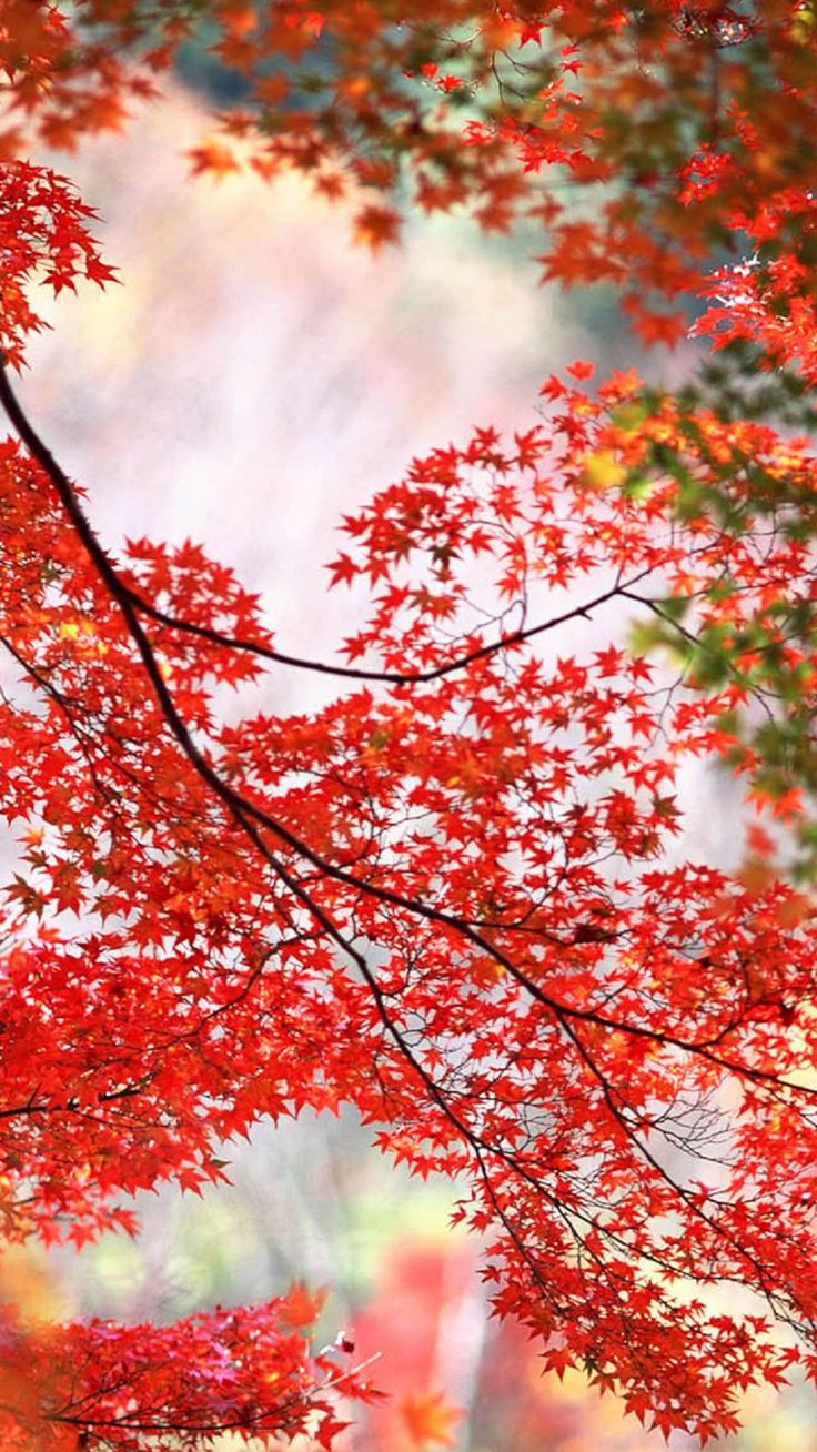 Red Maple Leaves Branch Autumn Phone