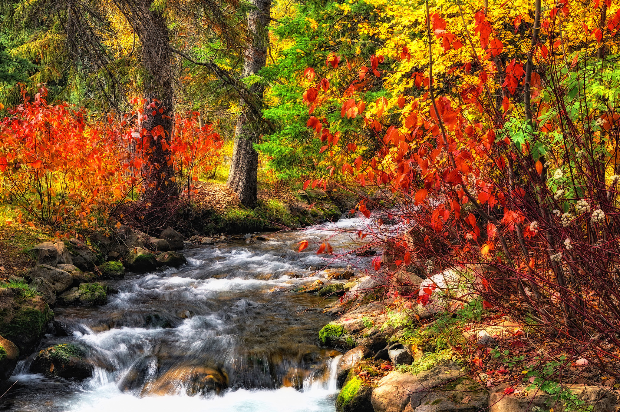 Wallpaper autumn, forest, river, stream