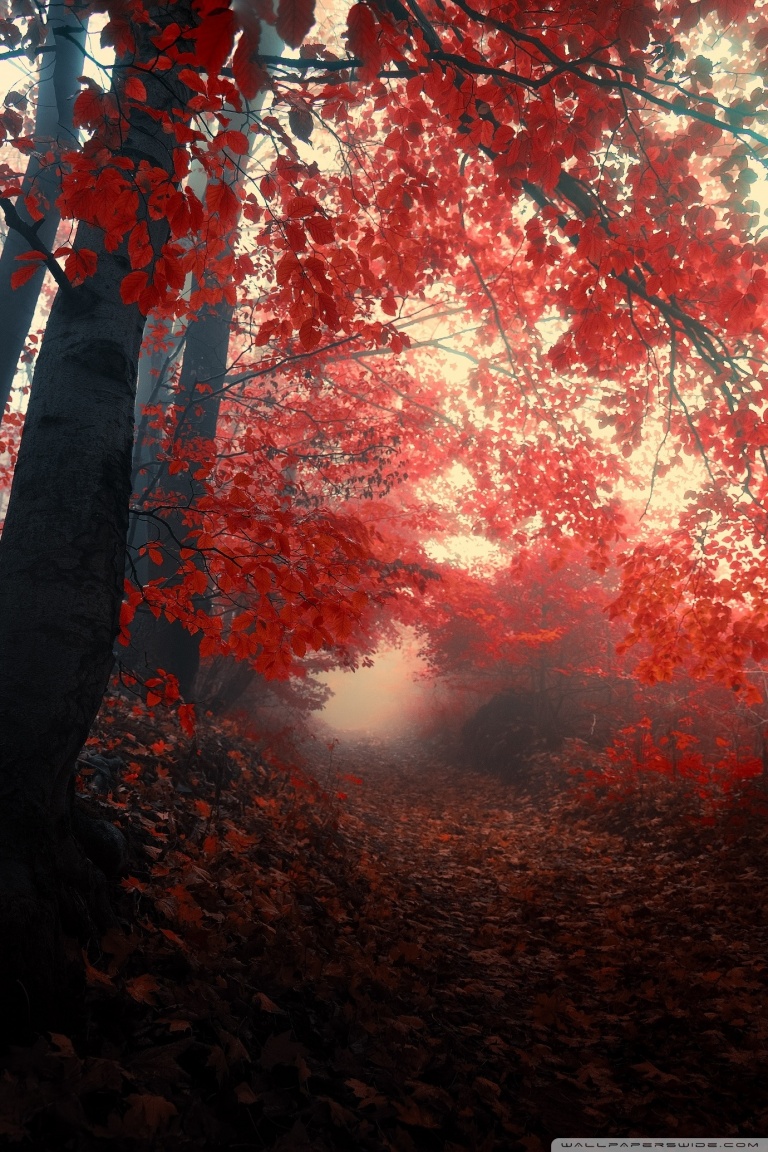Red Autumn Trees Fog Ultra HD Desktop