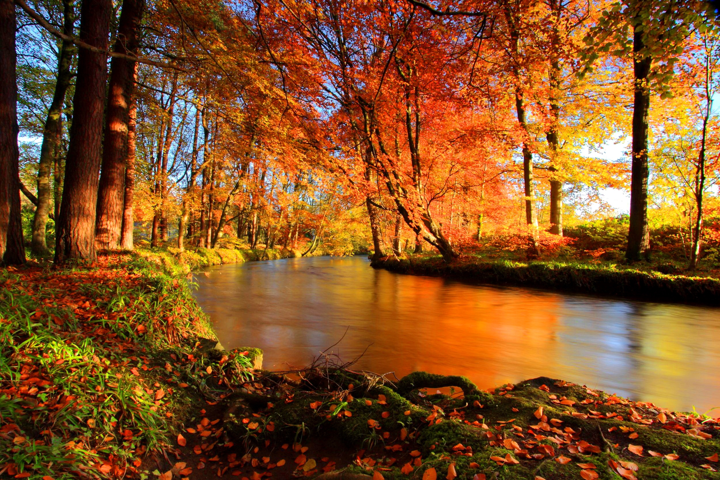 Fall Forest Nature River HD Wallpaper