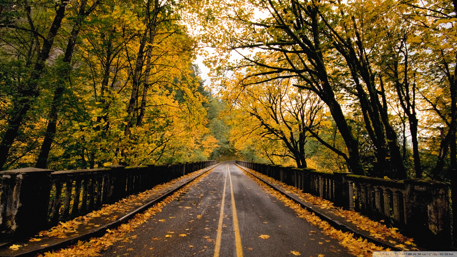 Autumn Road 4K UHD Wallpaper for UltraHD Desktop and TV, Smartphone and Tablet Devices
