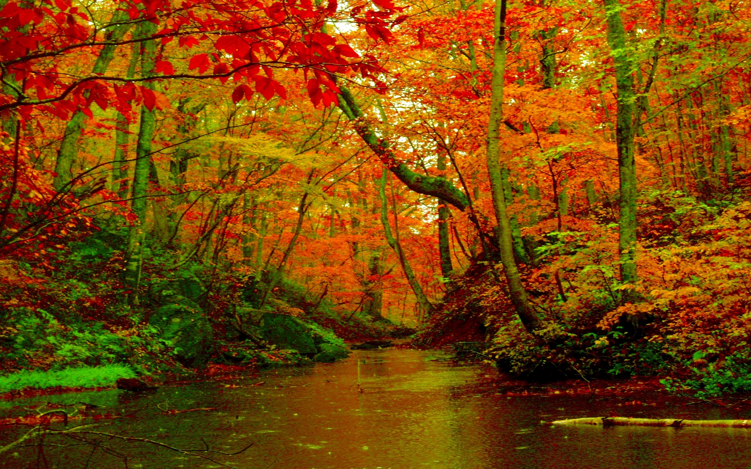River in Autumn Forest