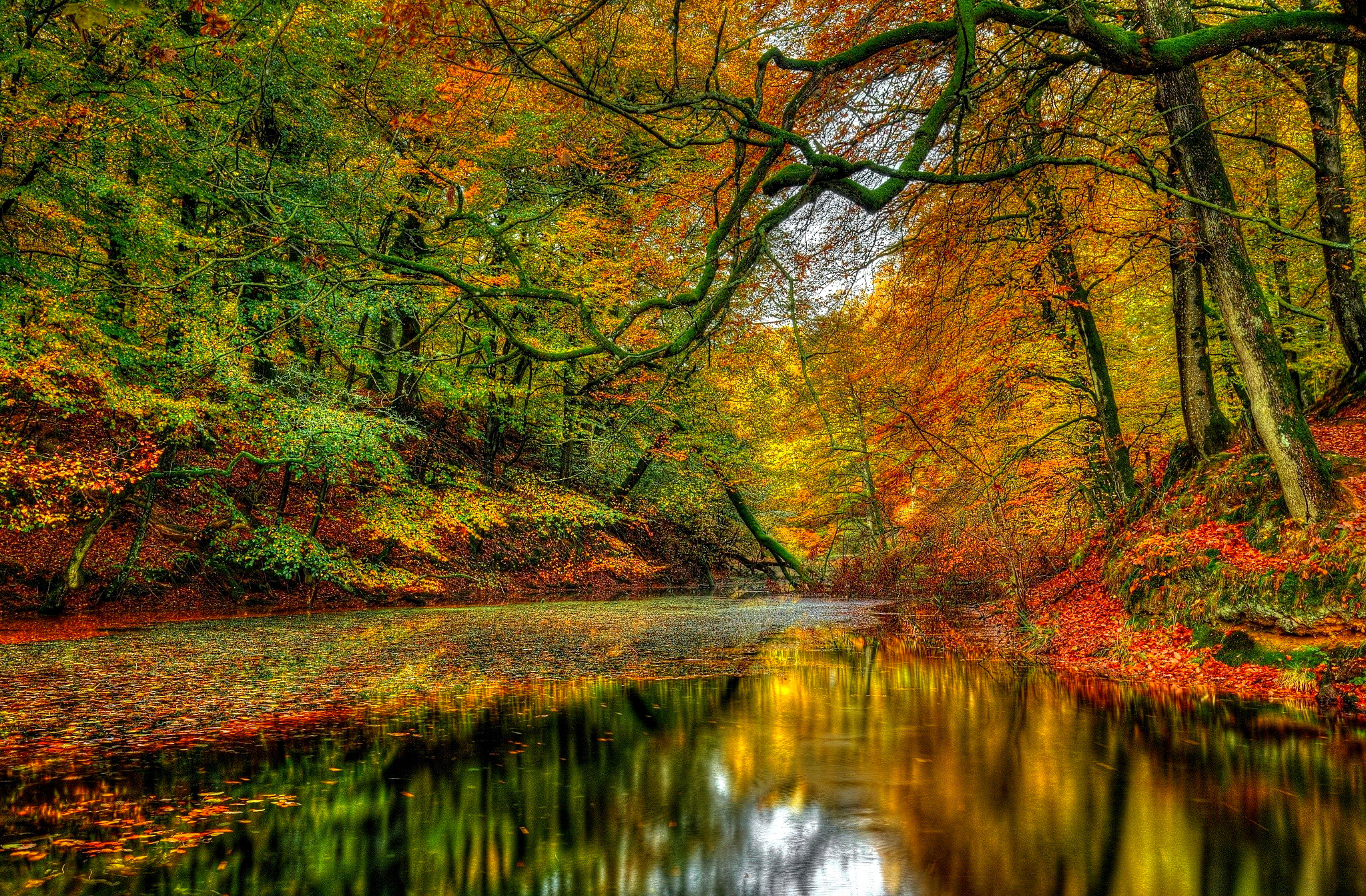 Fall Forest Nature River HD Wallpaper