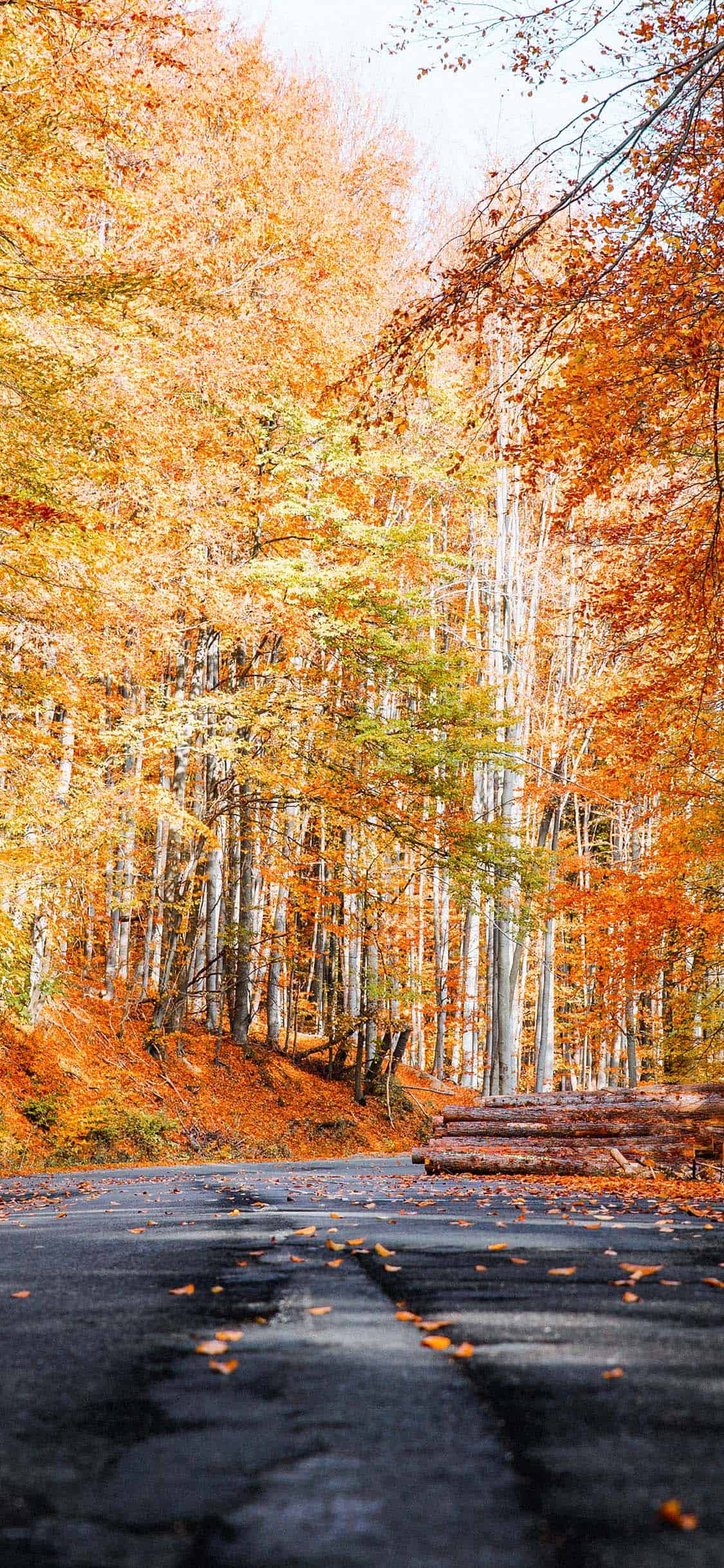 Fall Wallpaper for iPhone