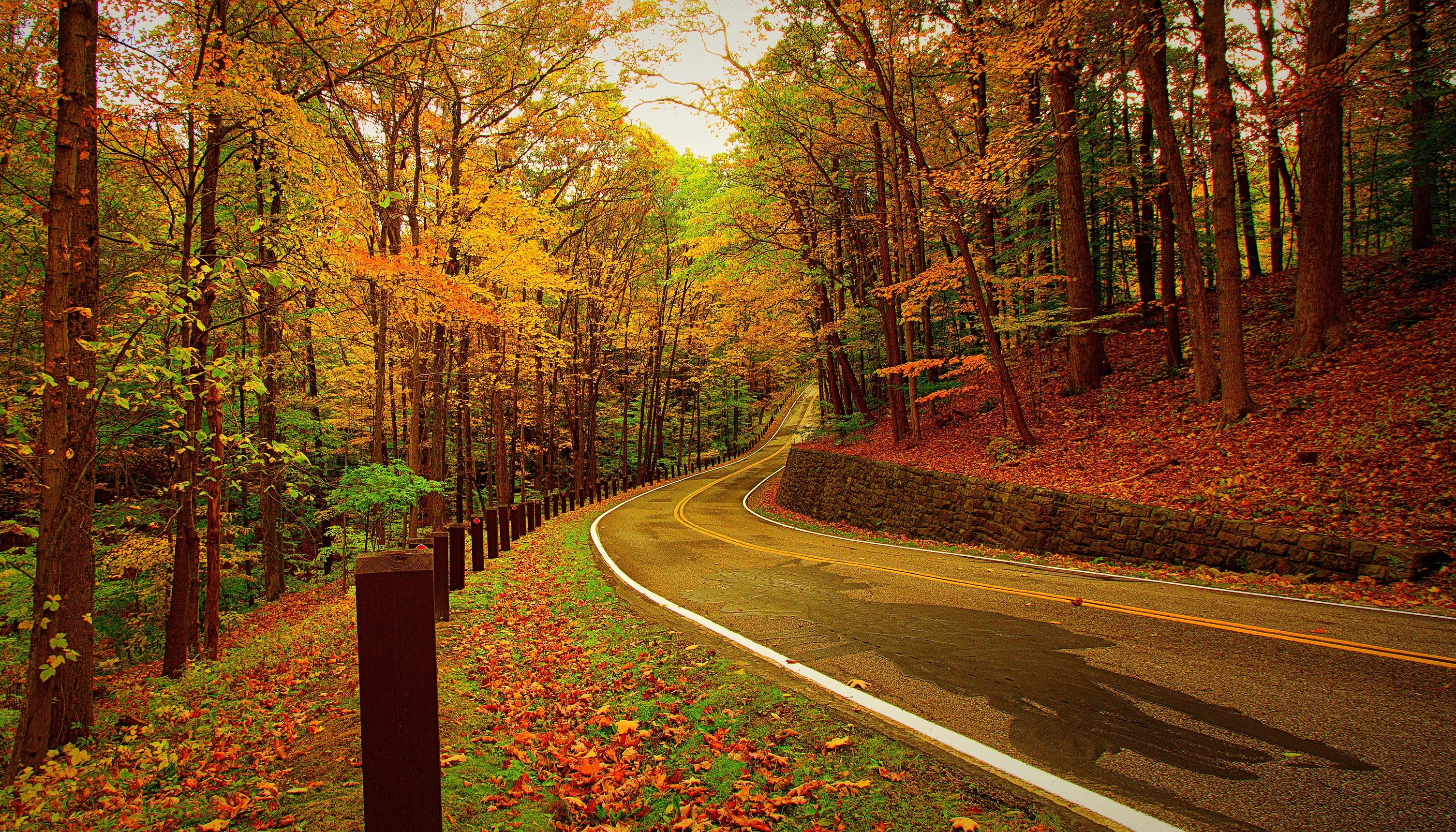 Mobile wallpaper: Autumn, Road, Forest