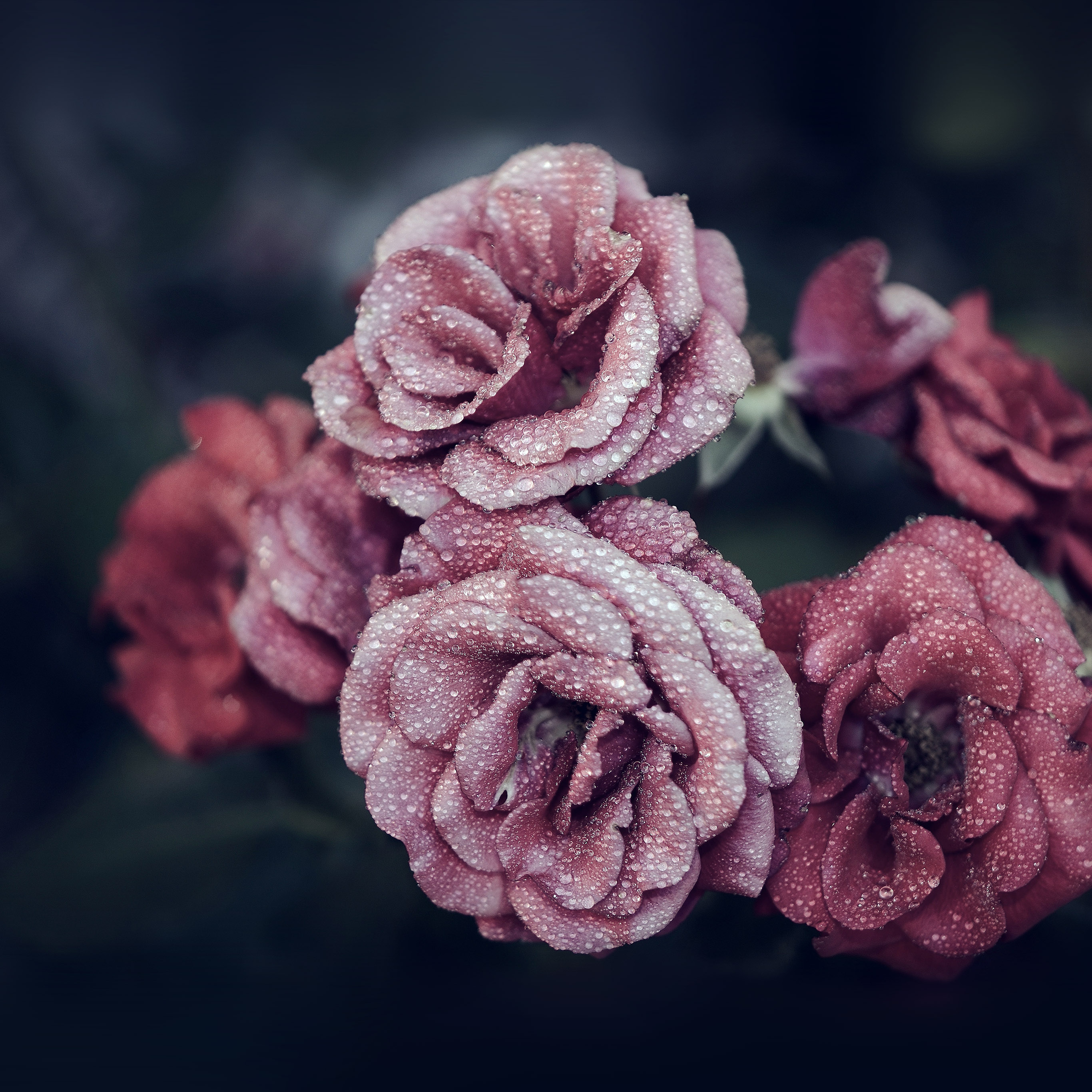 Rose Pink Raindrop Flower Summer