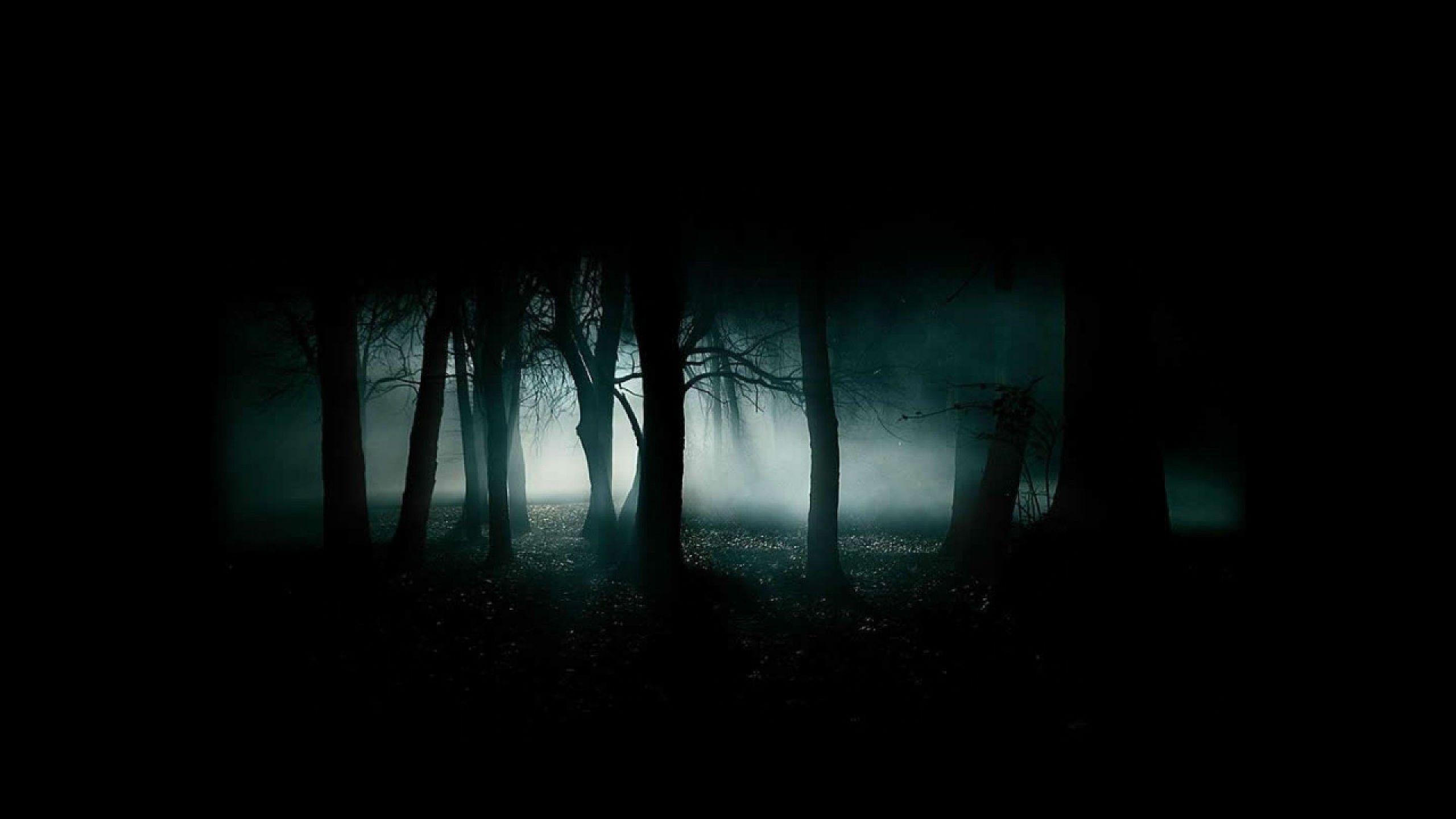 Creepy Dark Forest Wallpaper