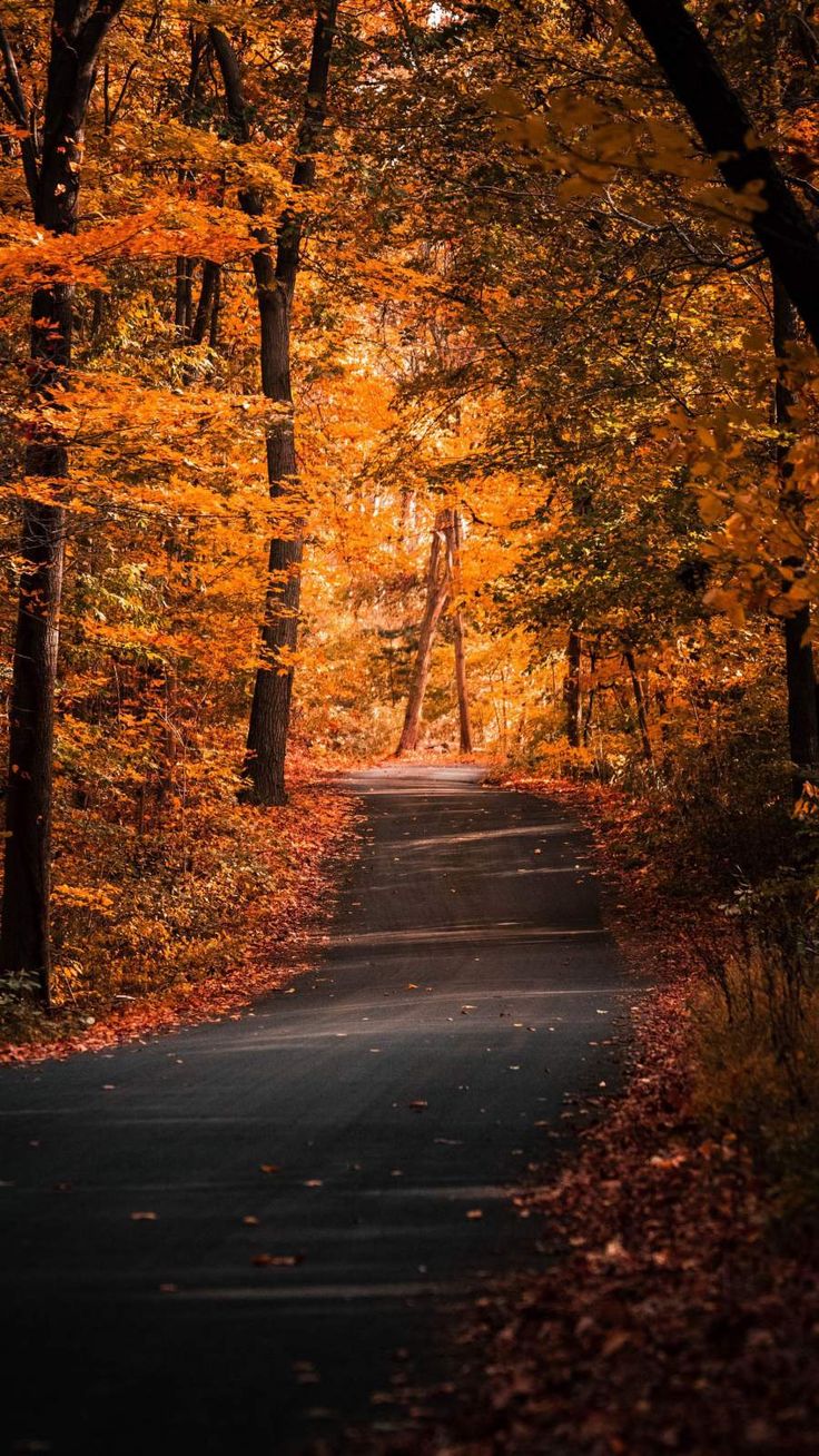 Road Autumn Nature iPhone Wallpaper