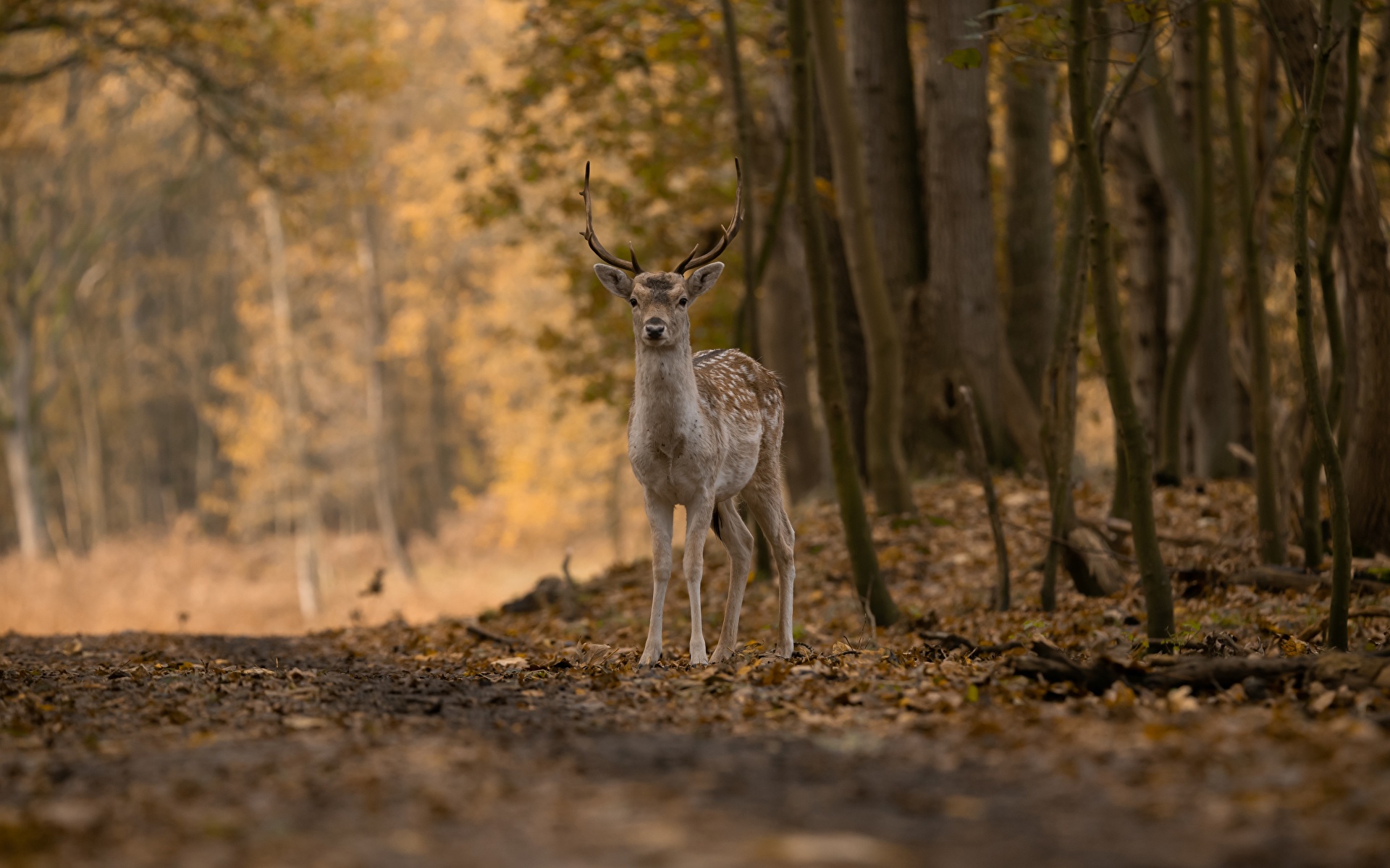 Desktop Wallpaper Deer Bokeh Autumn