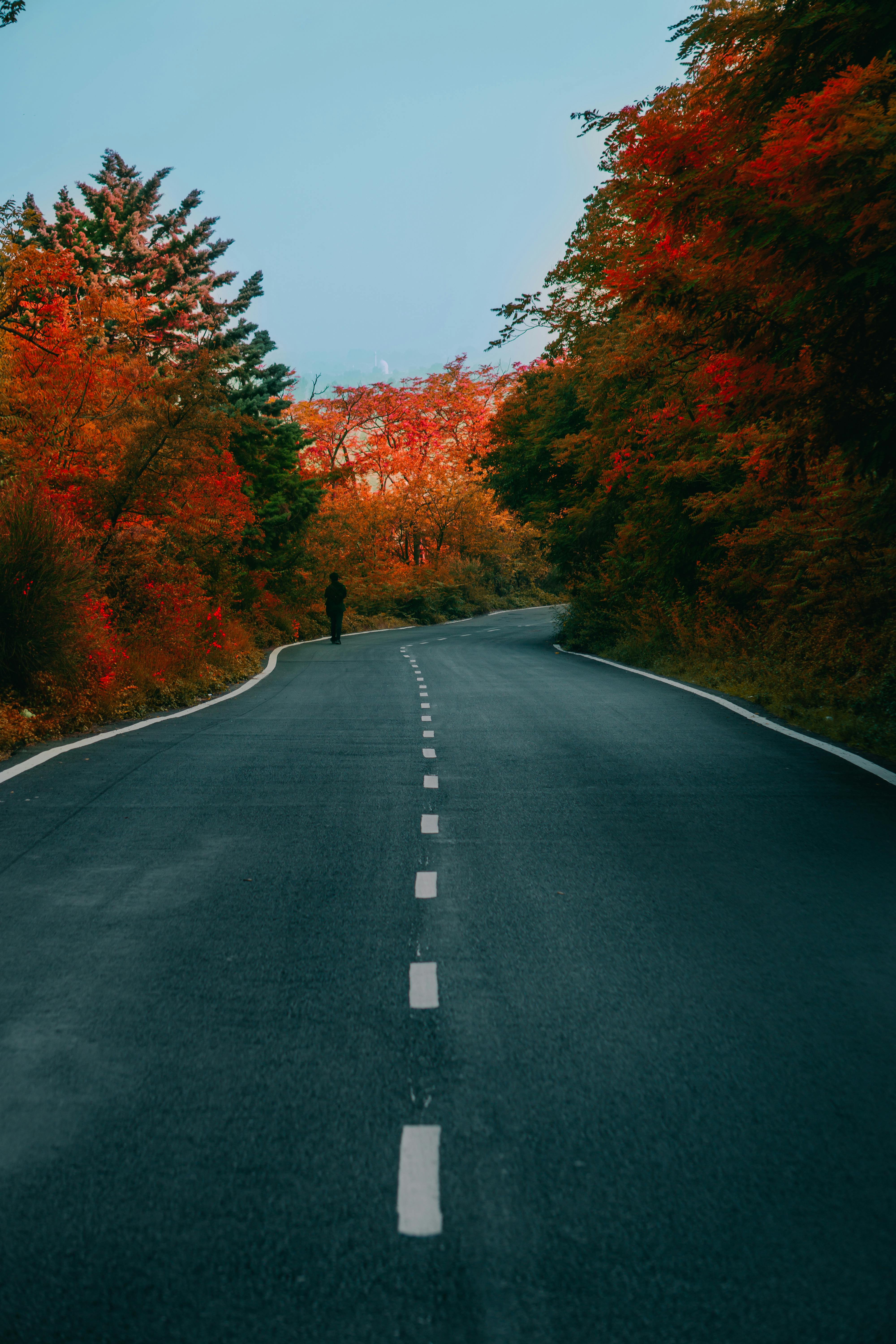 Asphalt Road and Red Autumn Trees · Free