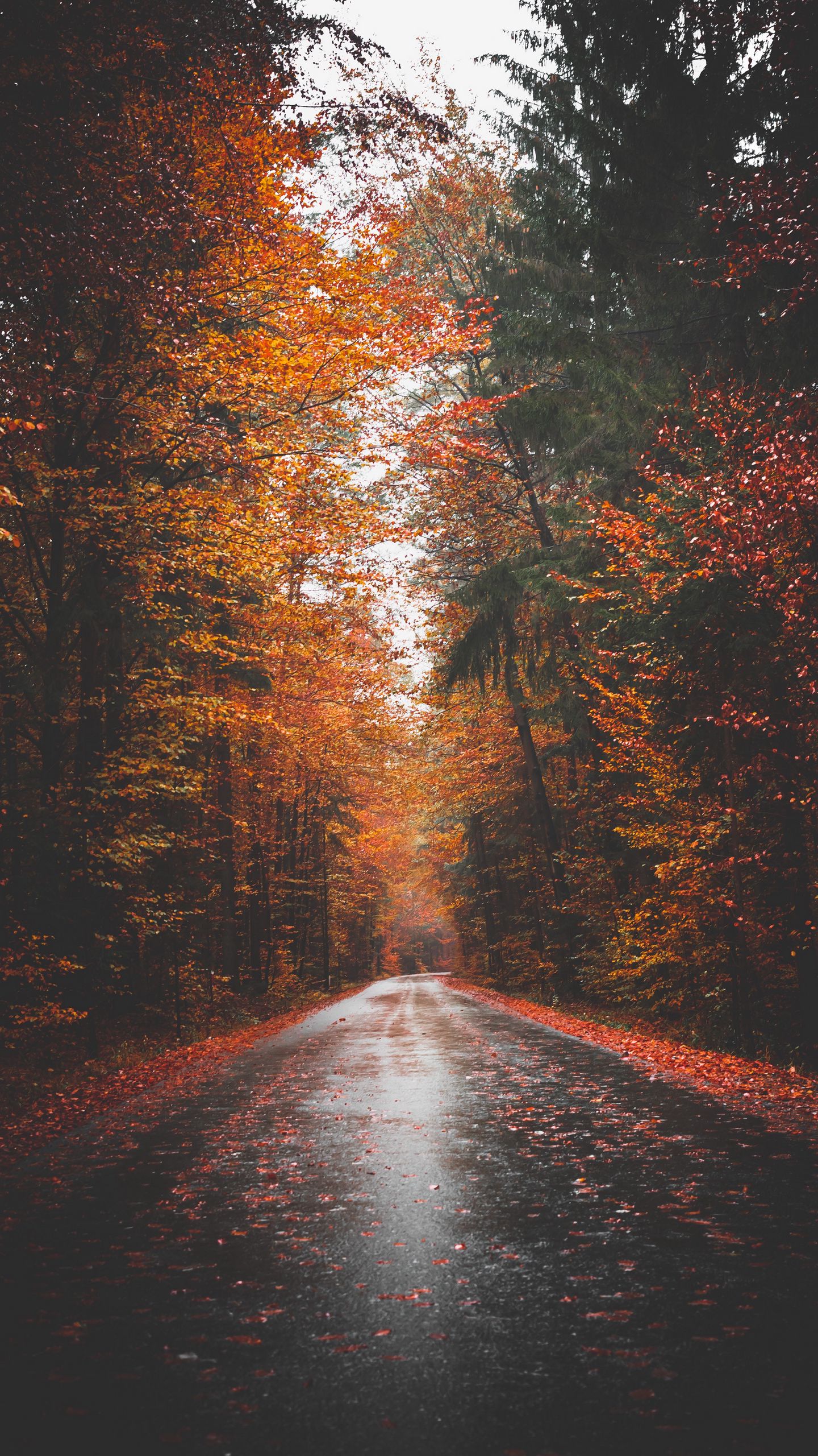 Download wallpaper 1440x2560 autumn, road, trees, forest, asphalt qhd samsung galaxy s6, s7, edge, note, lg g4 HD background