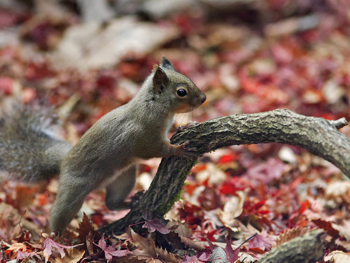 protein, forest, autumn, Squirrel