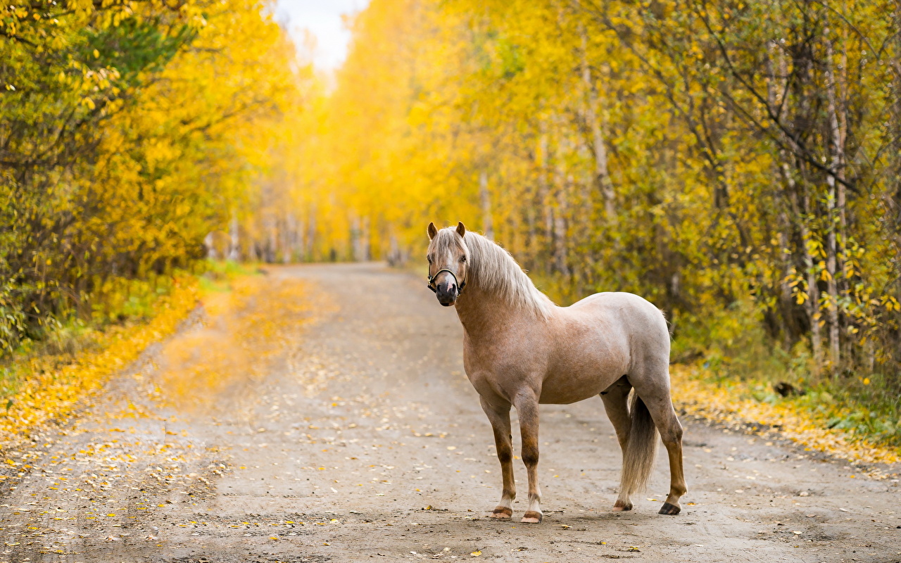 Wallpaper Horses Autumn Roads Forests