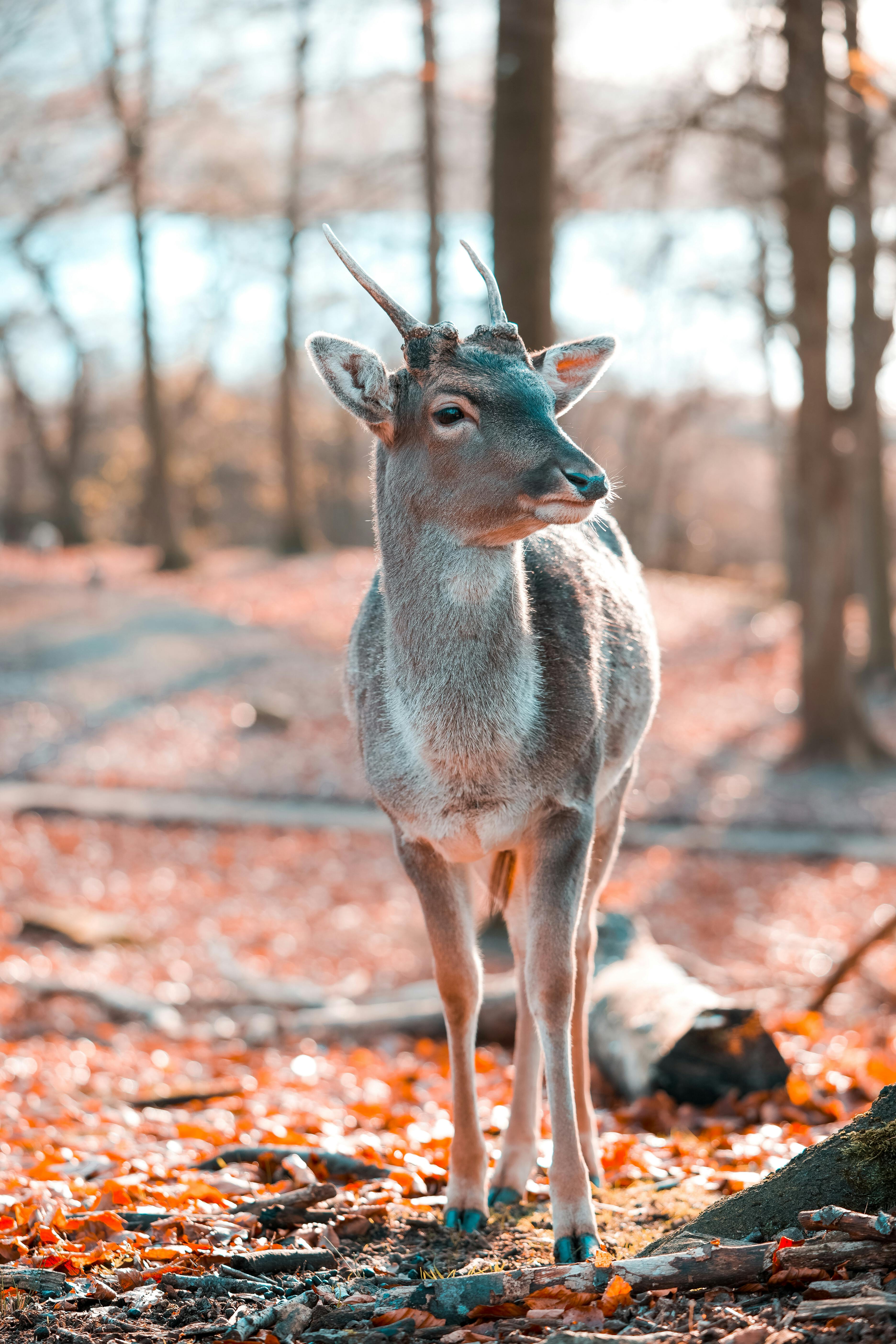 Deer in Forest in Autumn · Free
