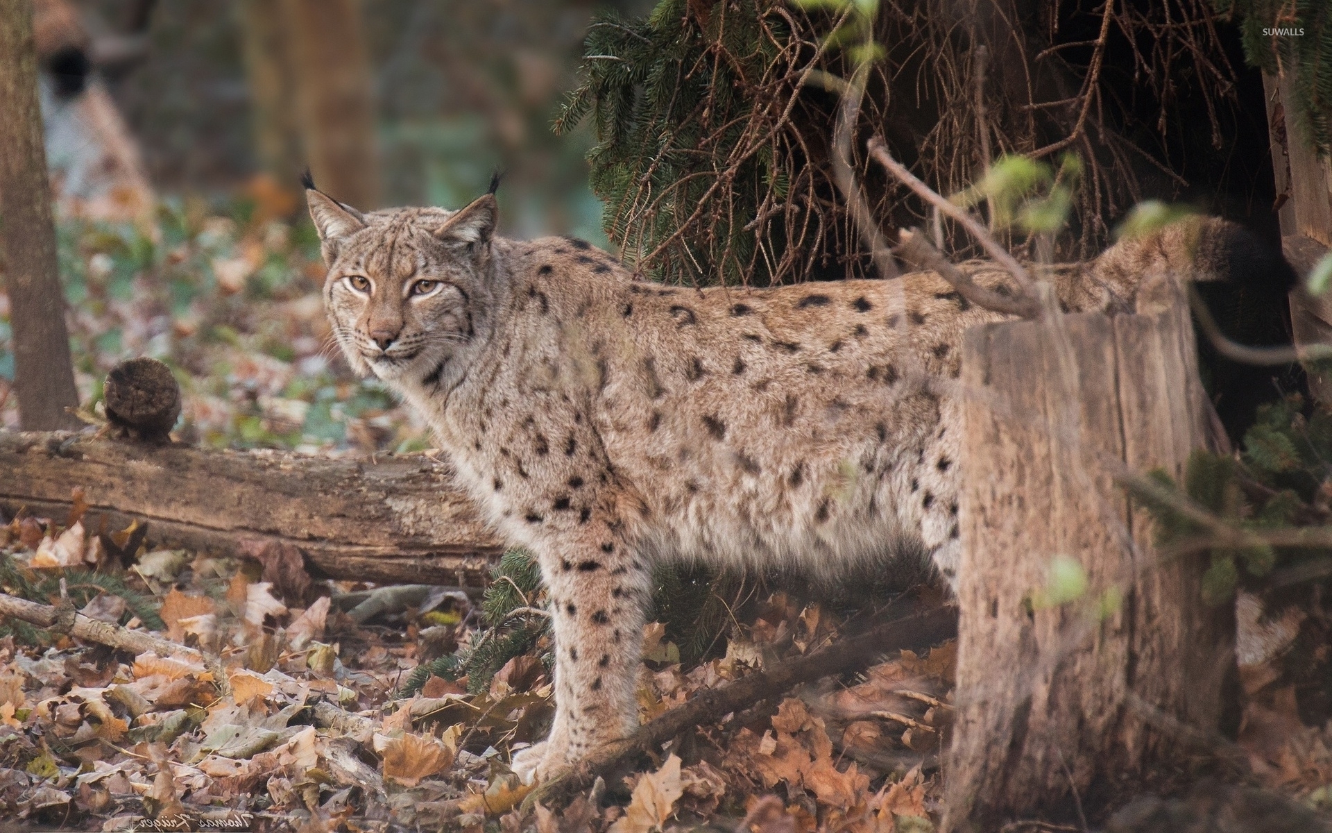 Lynx in the autumn forest wallpaper