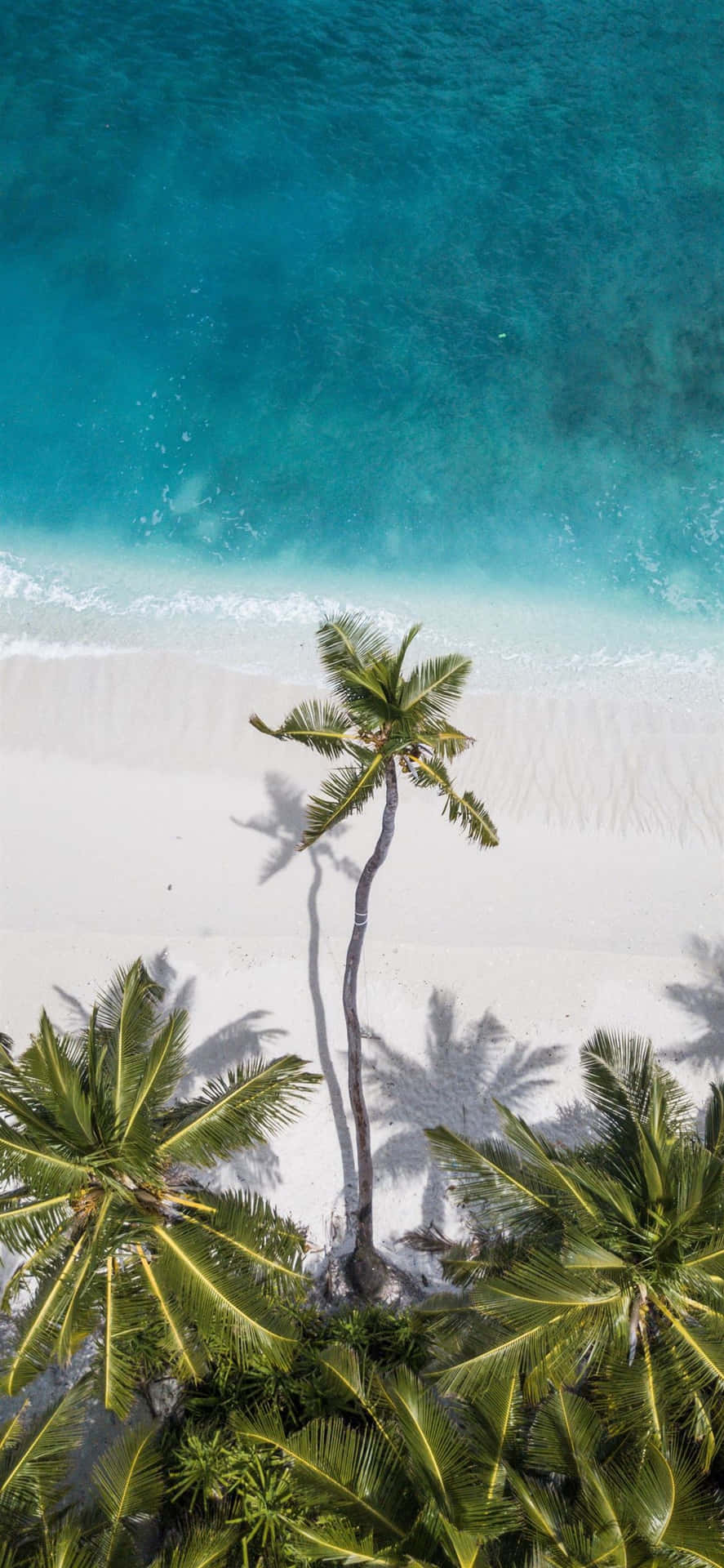 Coconut Trees Beside the Beach