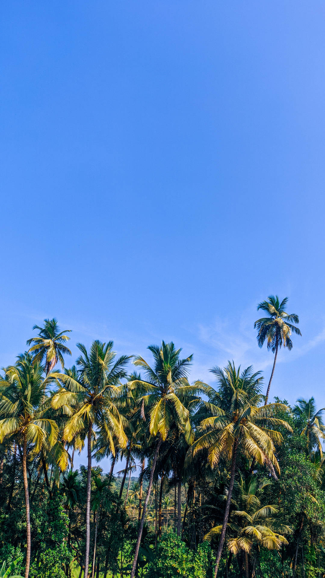 Coconut Trees iPhone Live Wallpaper
