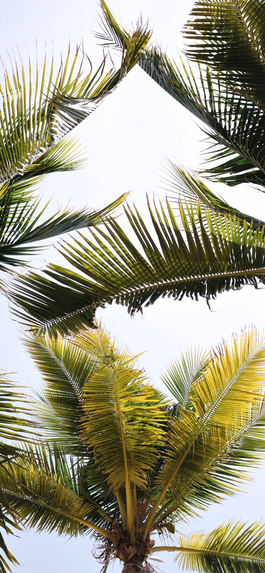 Download Coconut Tree Leaves Wallpaper