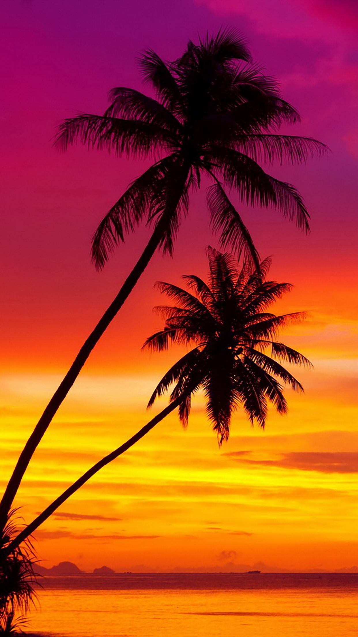 Coconut Palm, 3 Wallpaper for iPhone